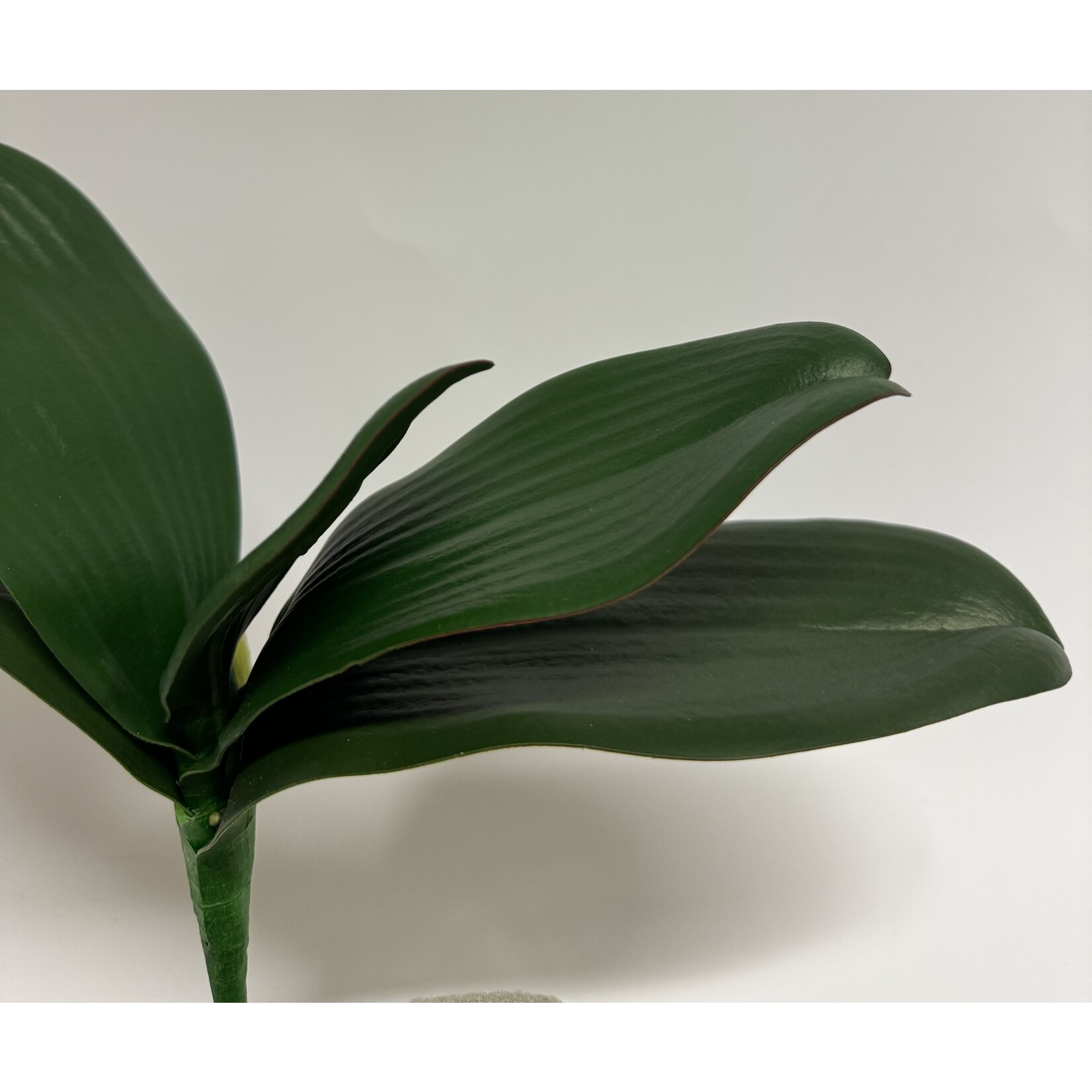 ORCHID LEAF | GREEN | 25 CM