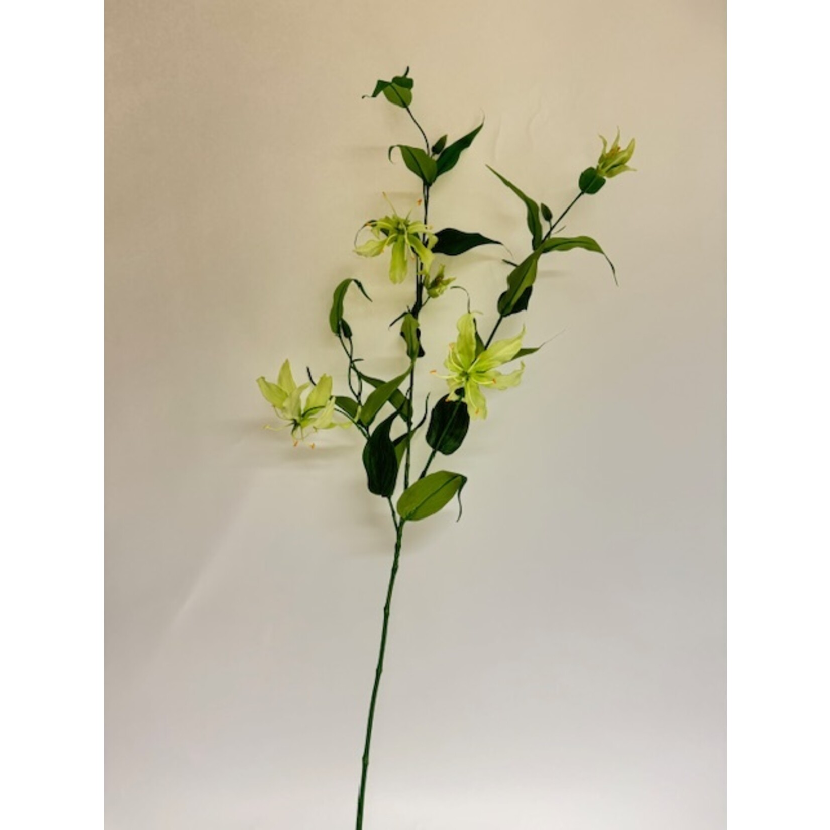 GLORIOSA XL | GROEN WIT | 120 CM