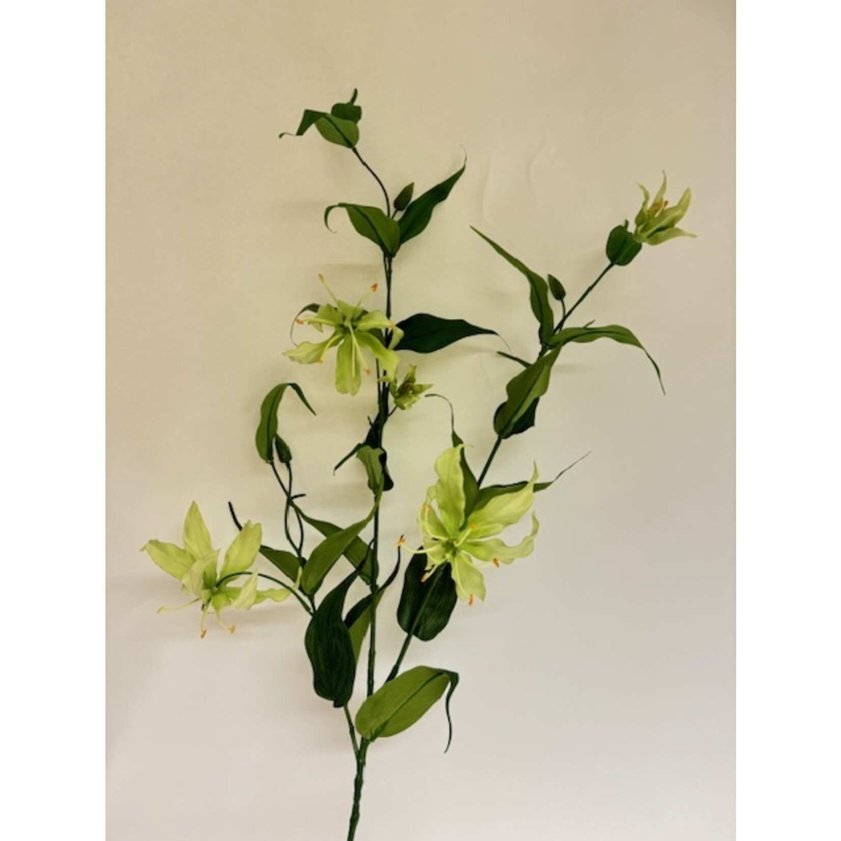 GLORIOSA XL | GROEN WIT | 120 CM