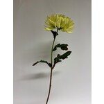 CHRYSANTHEMUM | GREEN | 60 CM