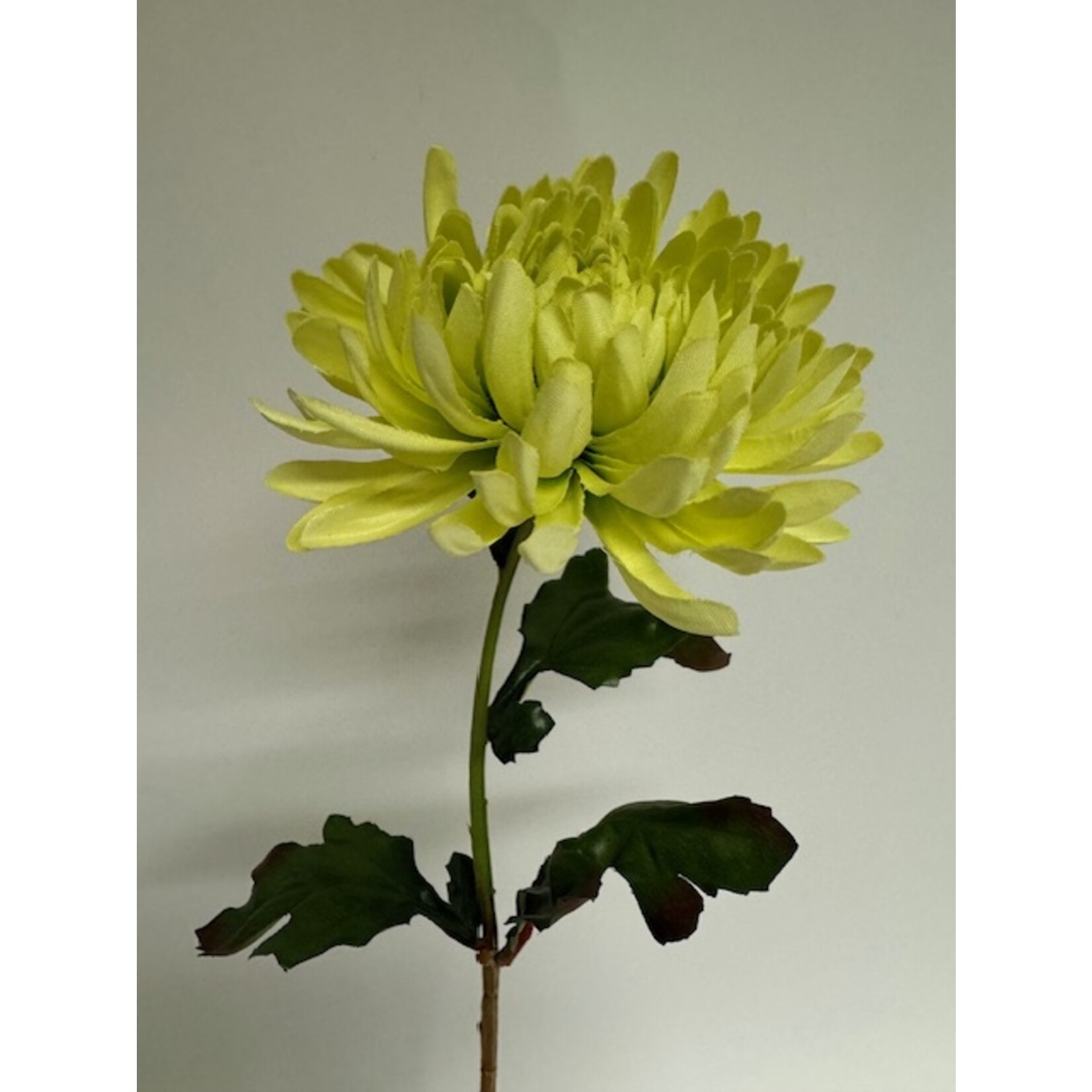 CHRYSANTHEMUM GREEN MIST| GREEN | 60 CM