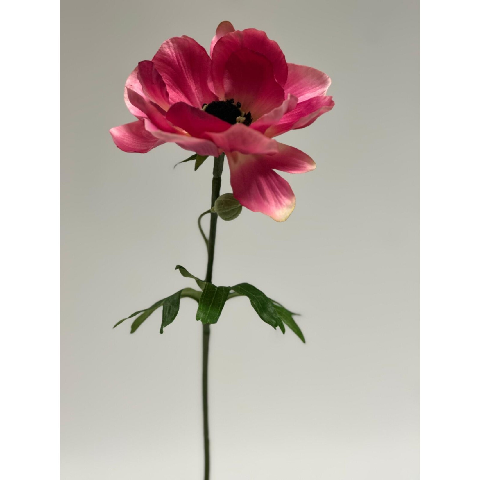 ANEMONE SYLPHIDE | PINK | 42 CM