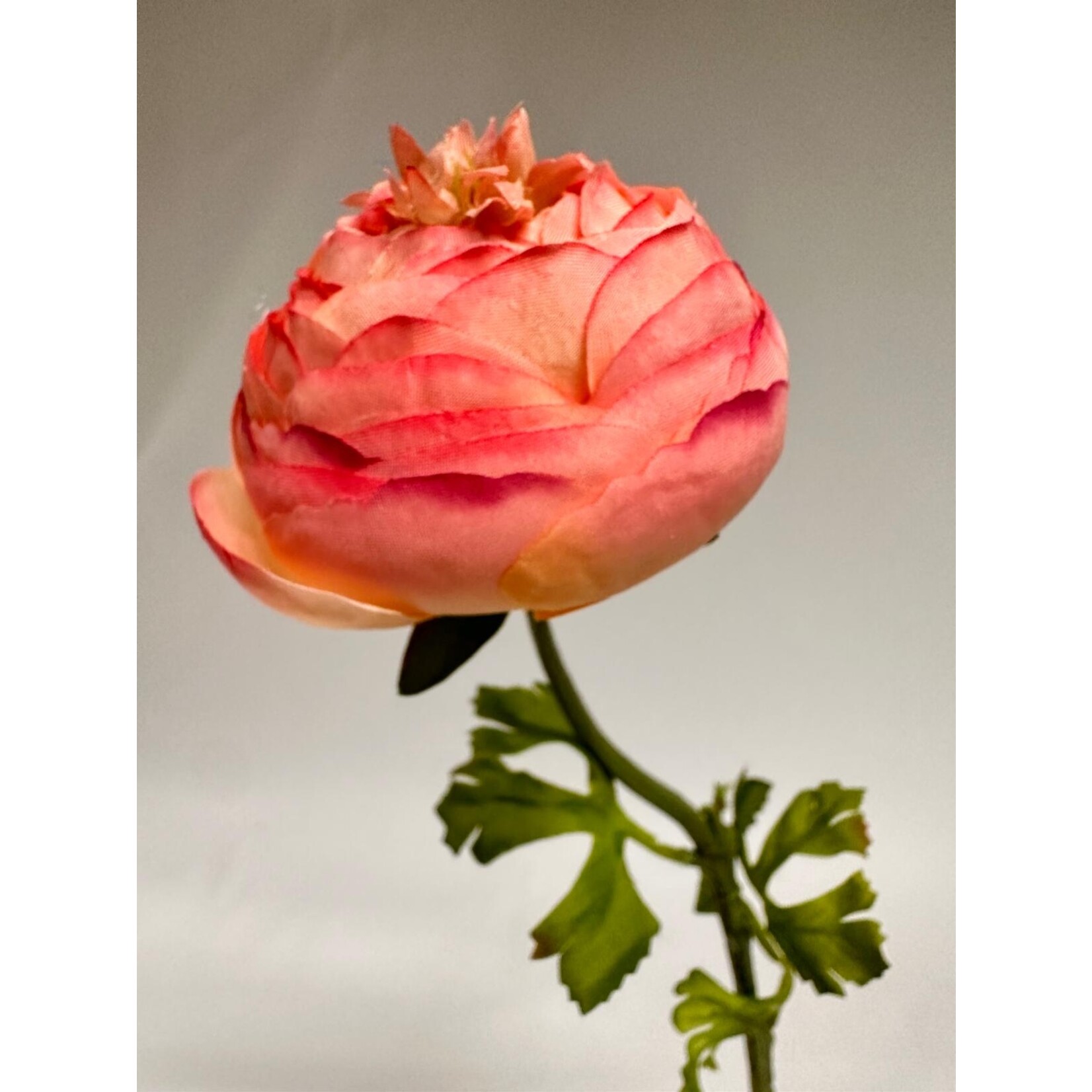 RANUNCULUS PICOTEE PINK | LIGHT PINK | 48 CM