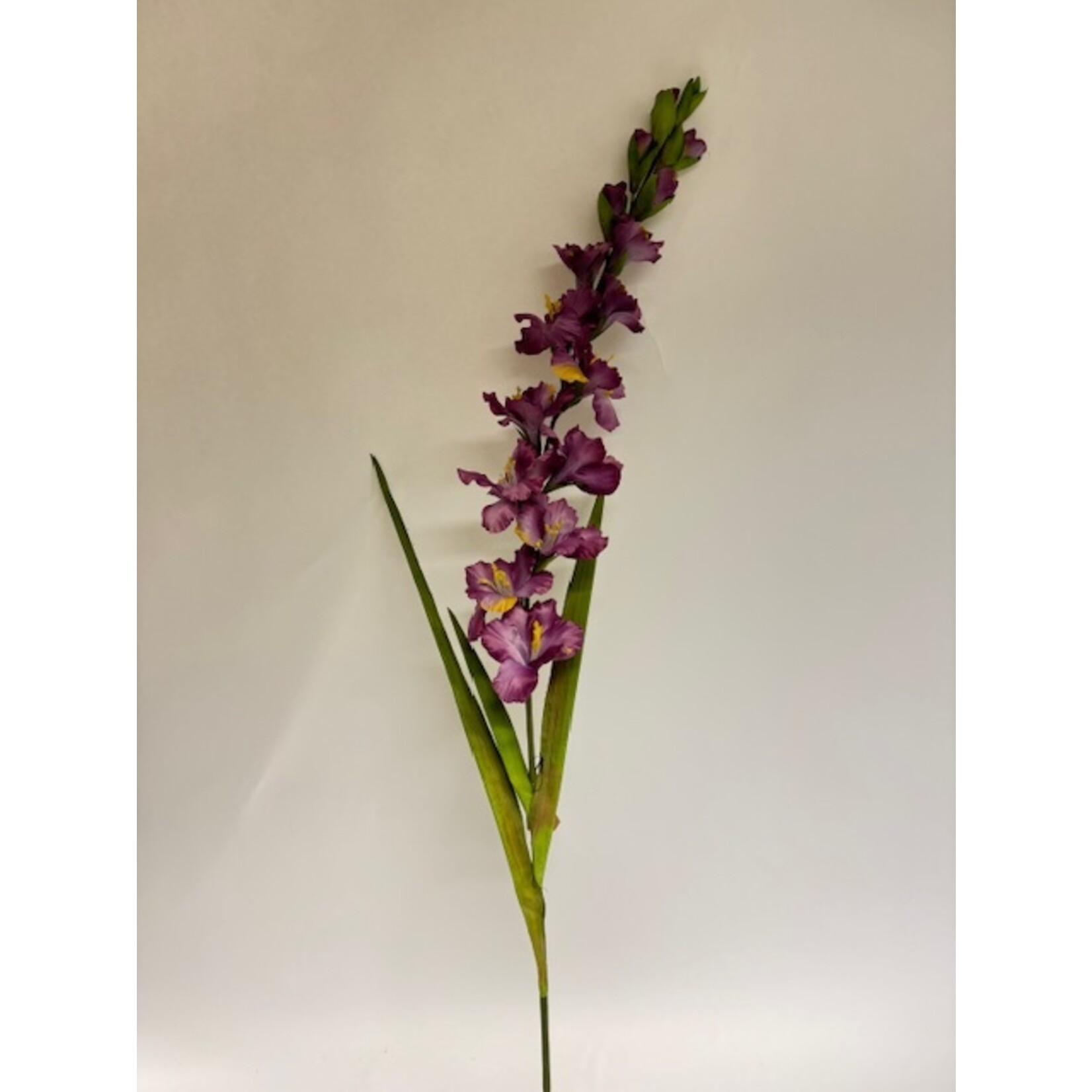 GLADIOLUS PURPLE FLORA  |PURPLE | 110 CM