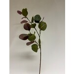 EUCALYPTUS | GROEN ROZE | 72 CM