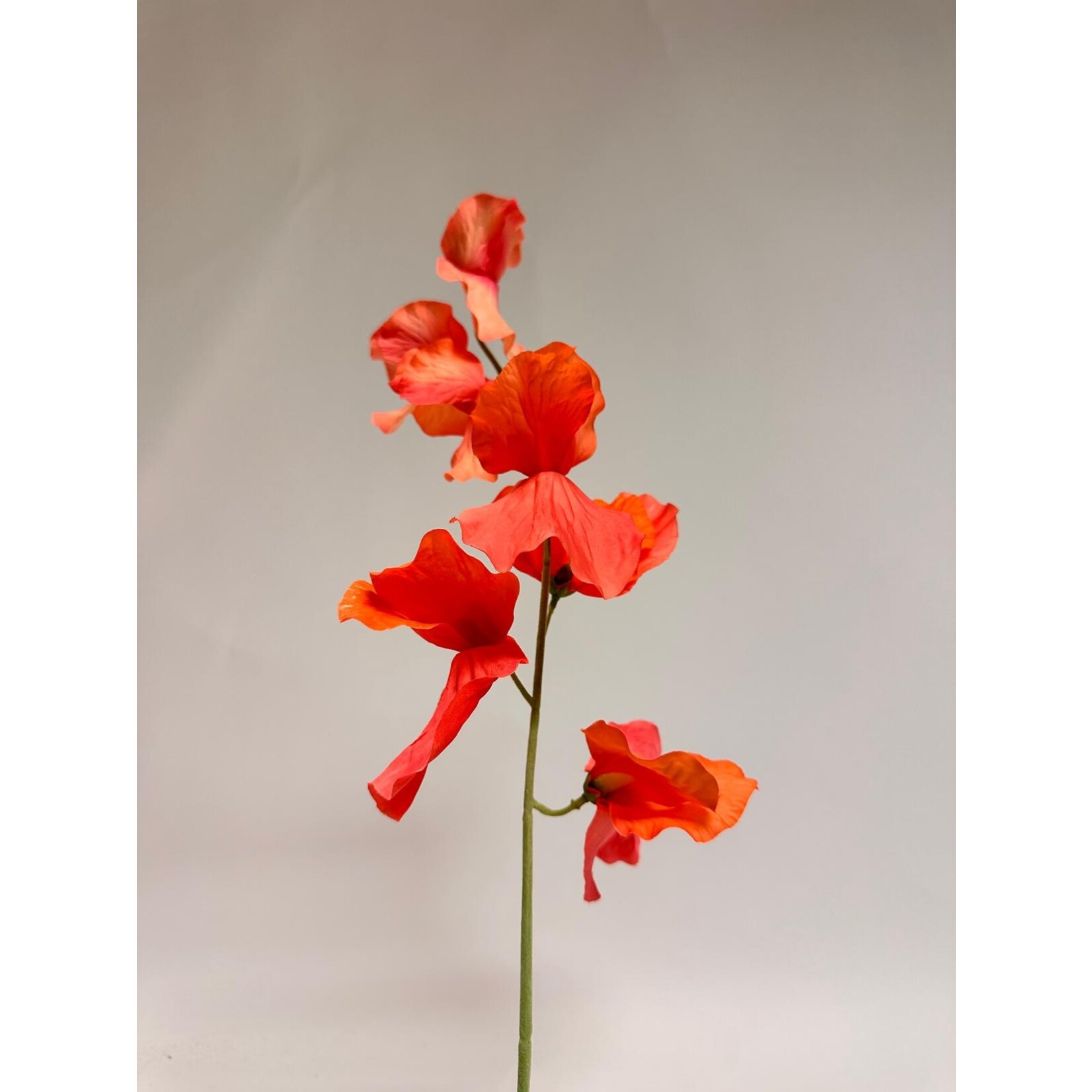 LATHYRUS MAMMOTH SALMON | SALMON | 50 CM