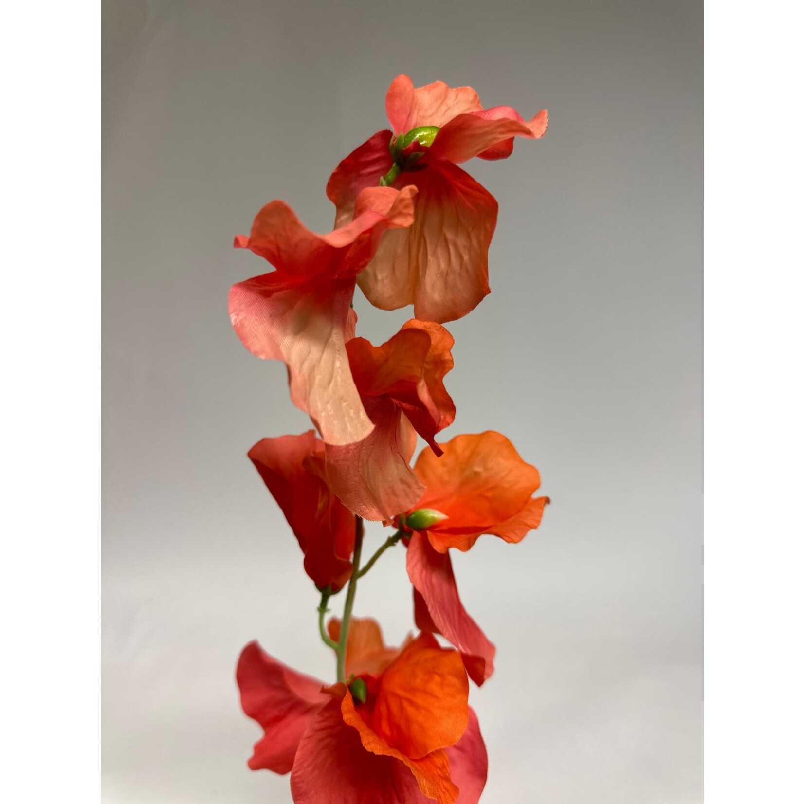 LATHYRUS MAMMOTH SALMON | SALMON | 50 CM