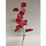 LATHYRUS | PINK | 50 CM