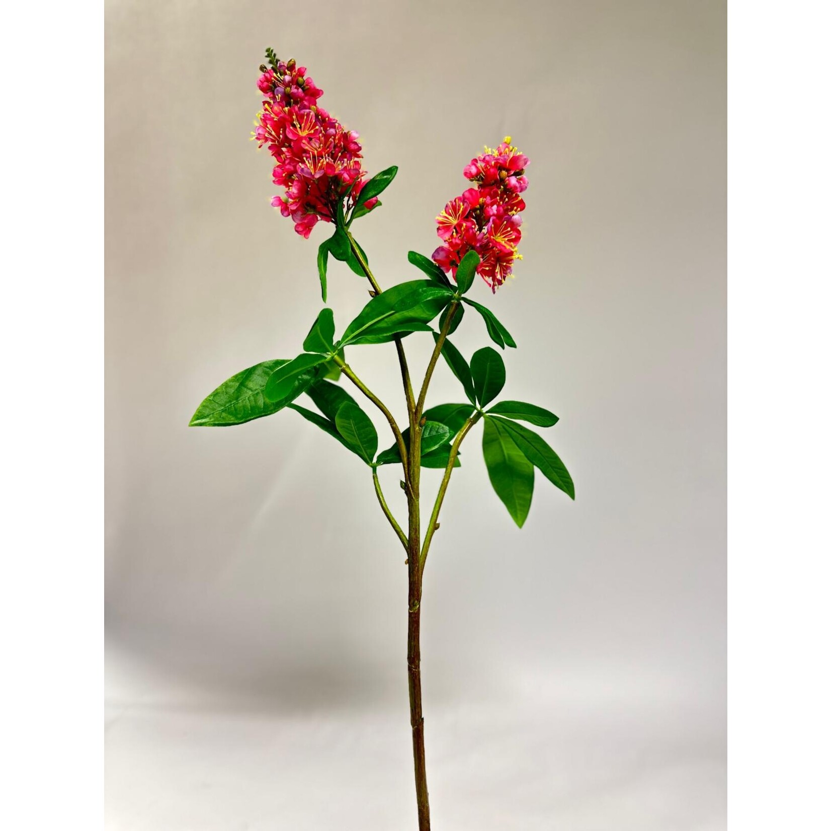 HIPPOCASTANUM BRIOTTI | PINK | 93 CM