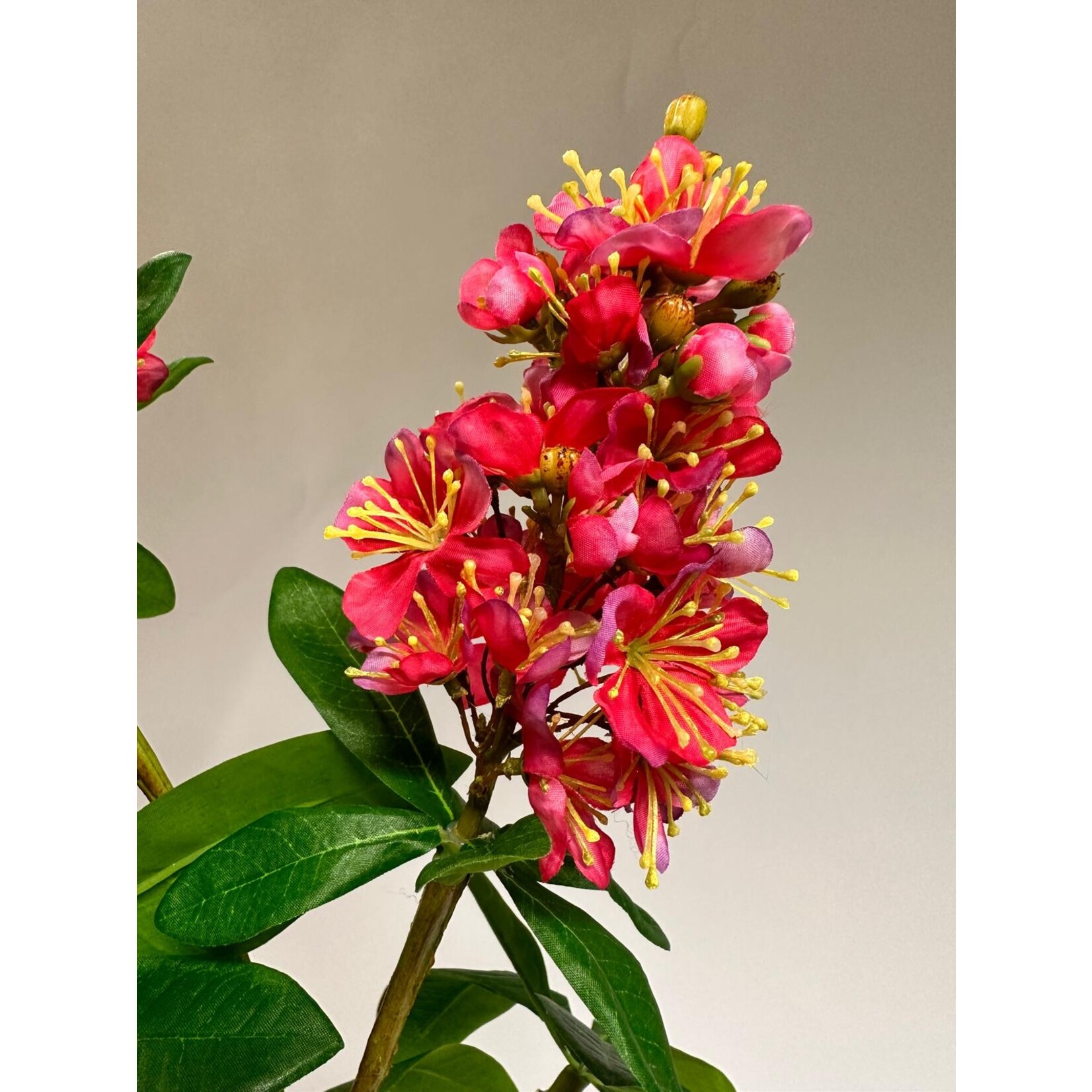 HIPPOCASTANUM BRIOTTI | PINK | 93 CM