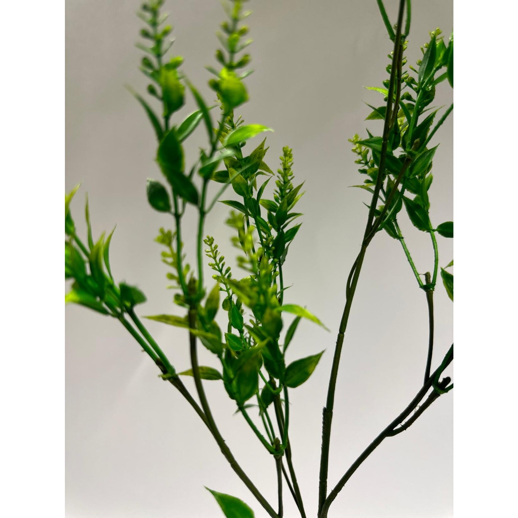 CHINESE PRIVET SINENSE | GREEN | 72 CM