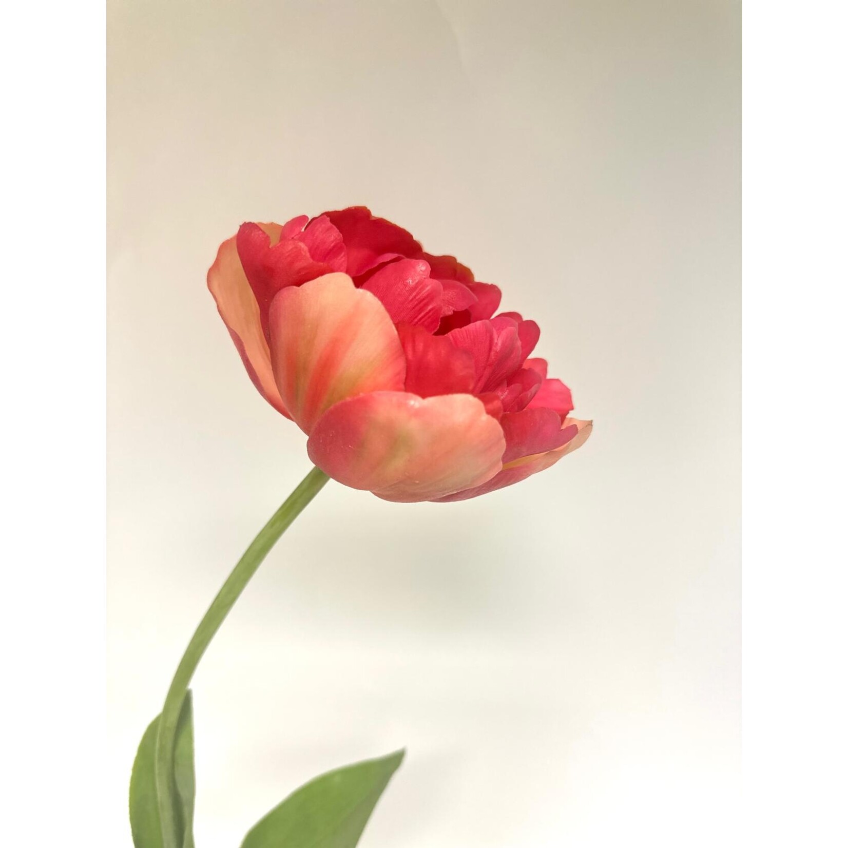 PEONY TULIP BEST FRIENDS | FUCHSIA | 73 CM