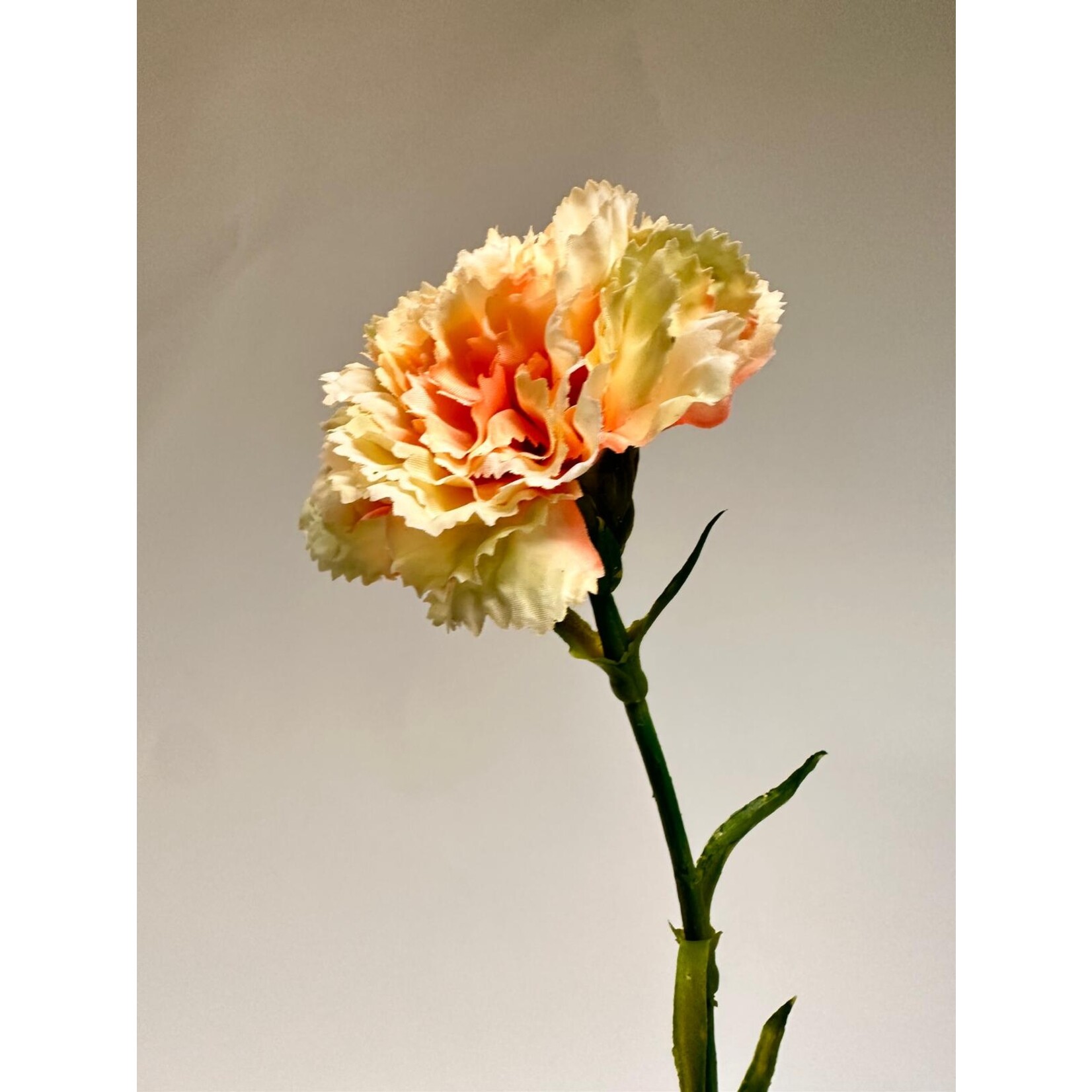 CARNATION| PEACH | 53 CM