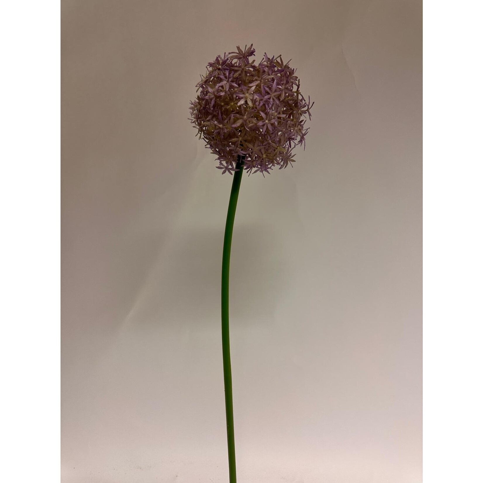 ALLIUM ROUND 'N' PURPLE | LILAC | 76 CM