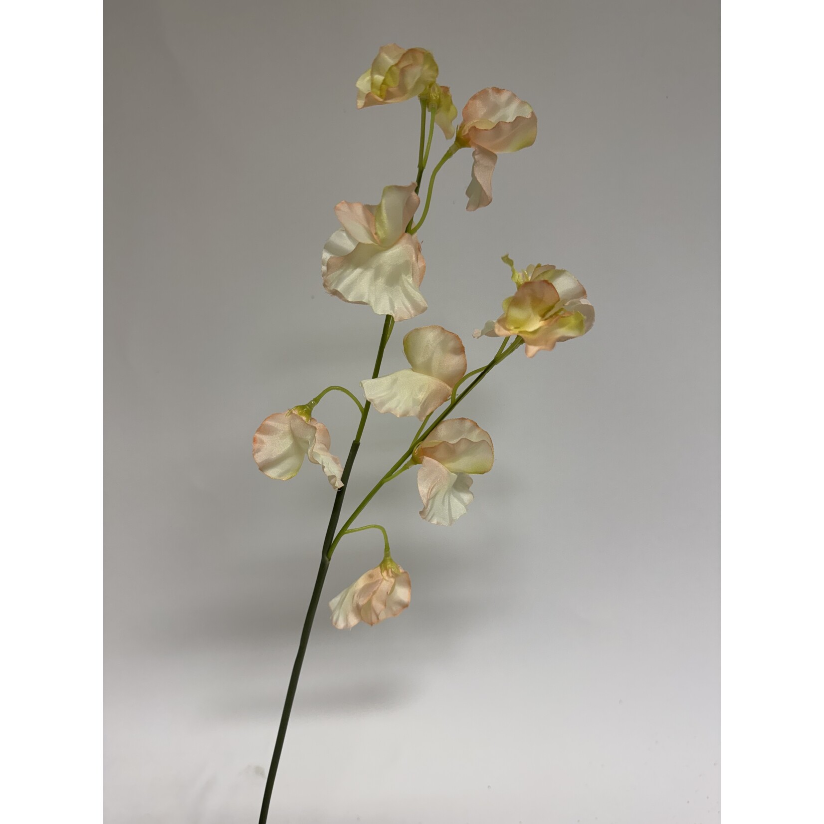LATHYRUS | SOFT PINK | 58 CM