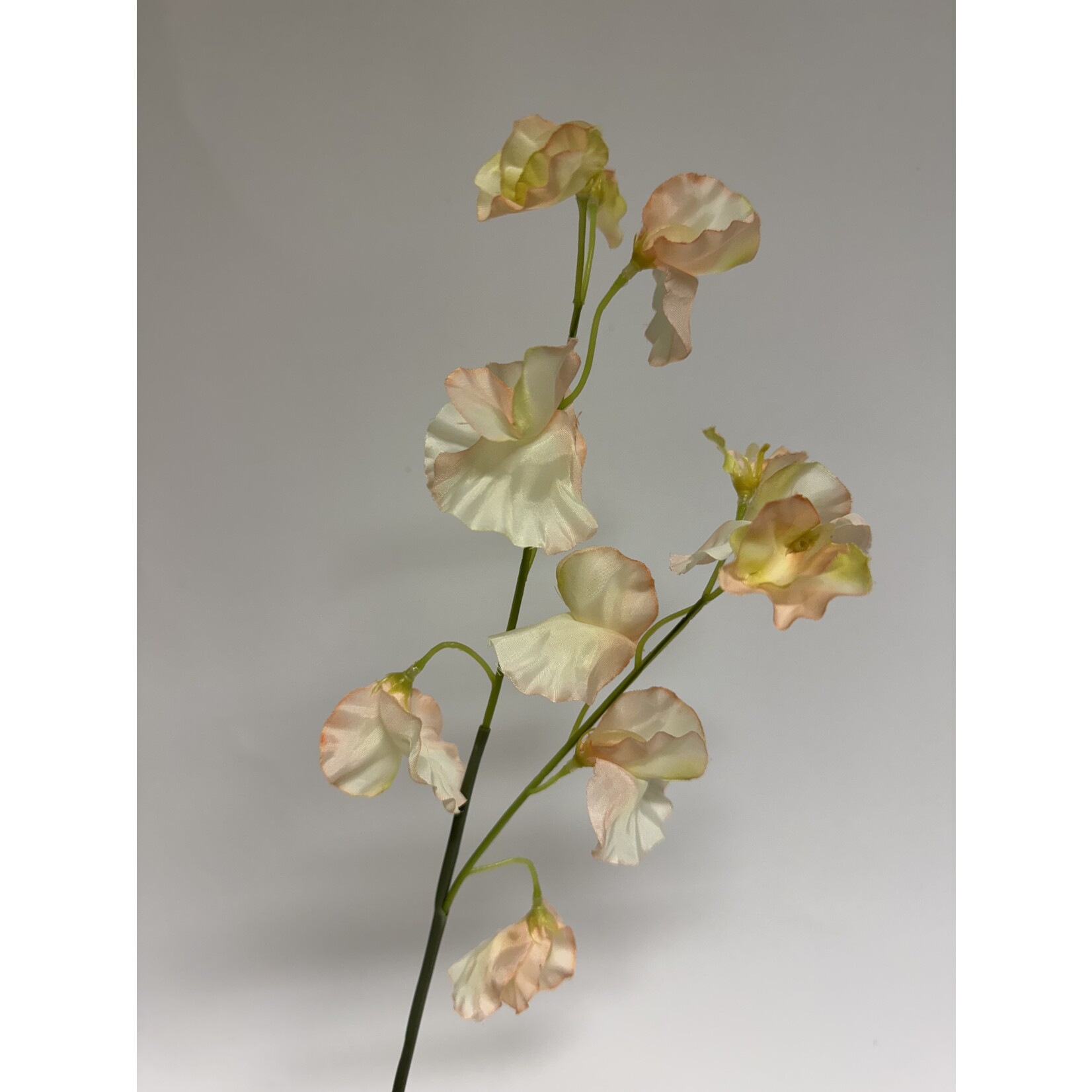 LATHYRUS | SOFT PINK | 58 CM