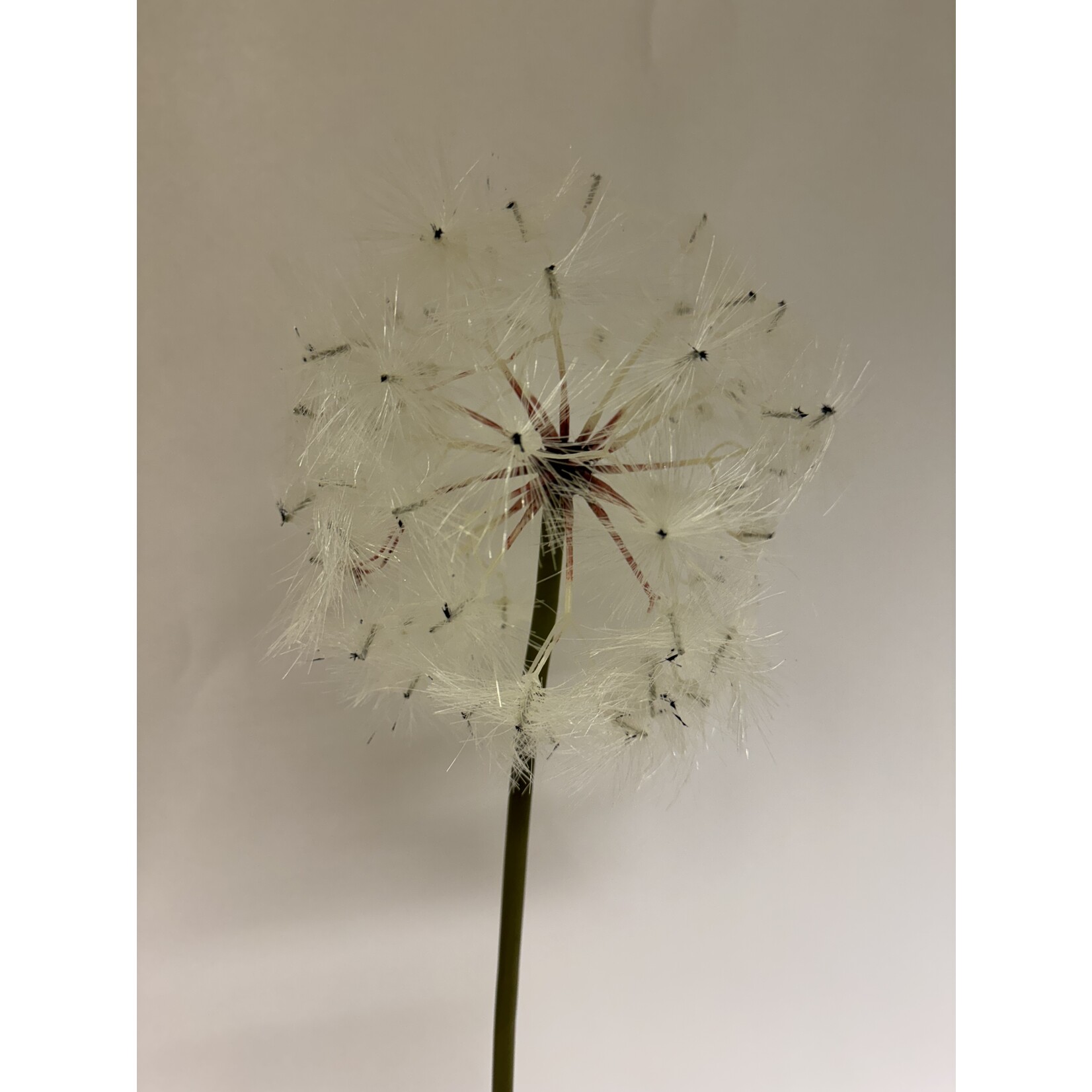 PAARDENBLOEM | WIT | 90 CM