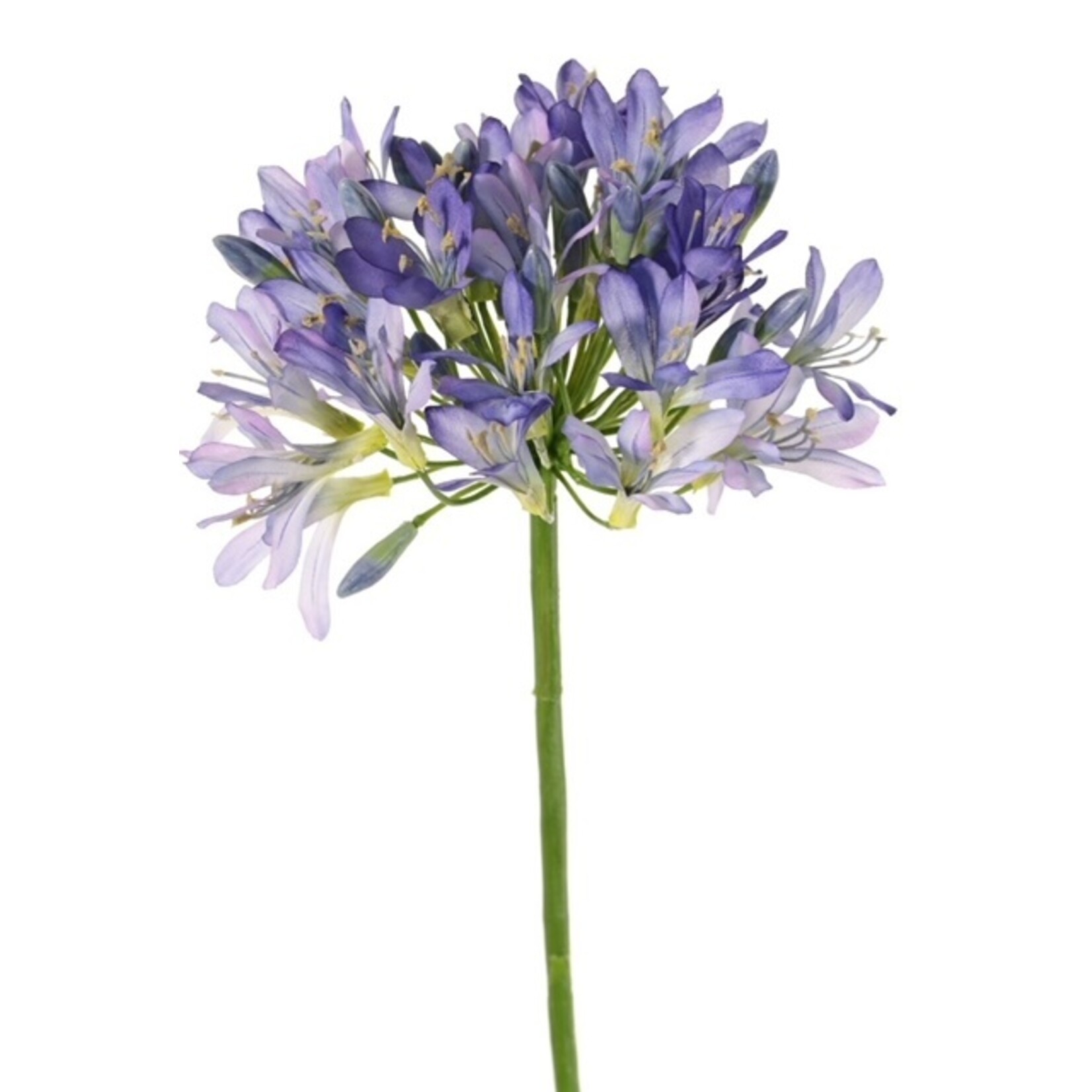 AGAPANTHUS| BLUE | 88 CM