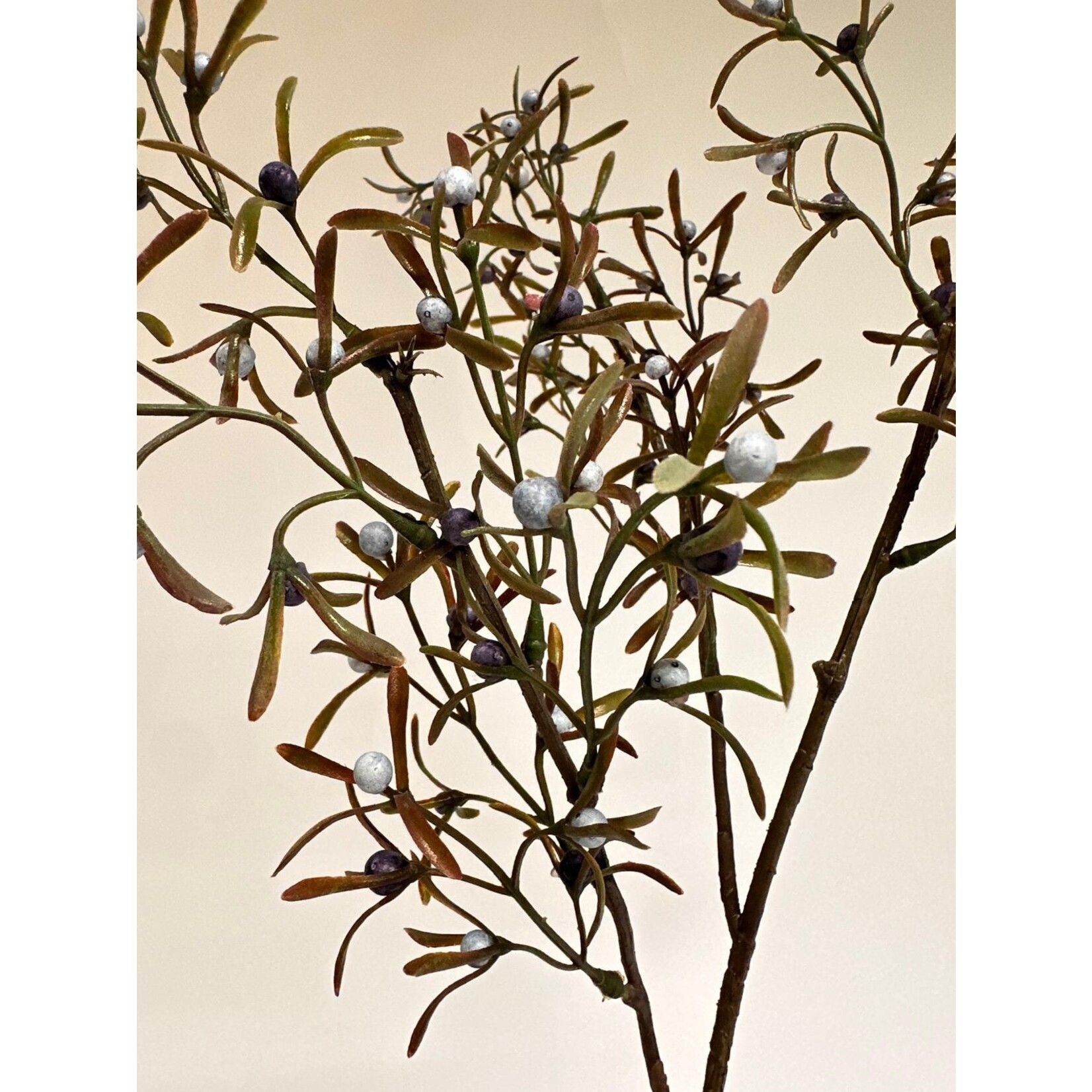 CHINESE JENEVERBES COMMUNIS | BLAUW |  71 CM