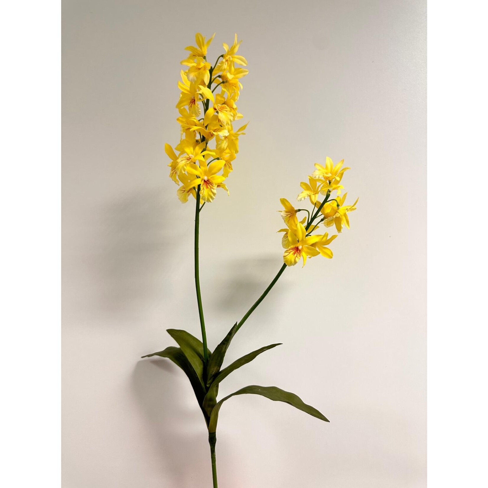 ORCHIDEE DENDROBIUM FRIEDERICKSIANUM| GEEL | 52 CM