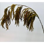 AMARANTHUS HANGEND | BRUIN | 90 CM