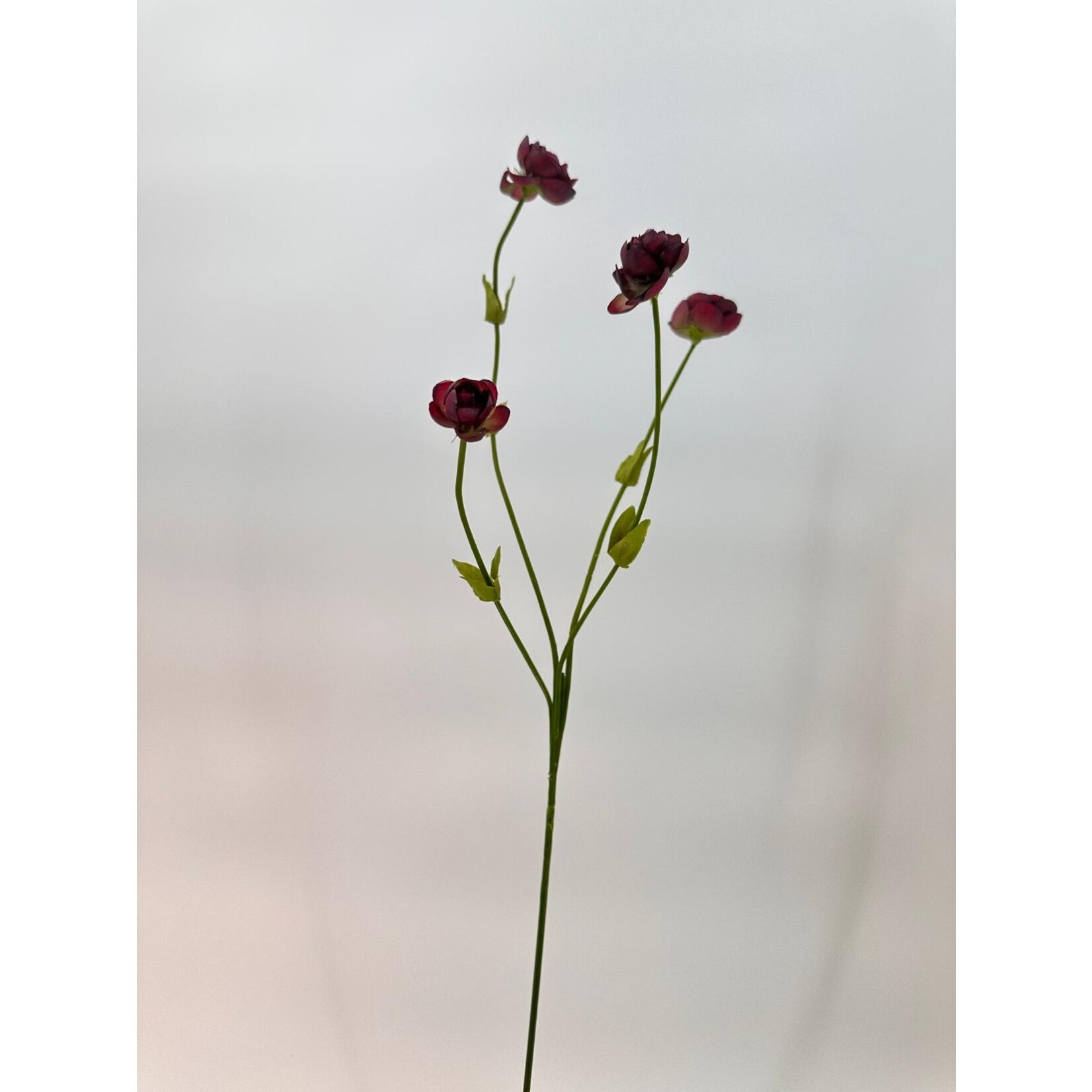 RANUNCULUS BLACK HERO | BURGUNDY | 50 CM