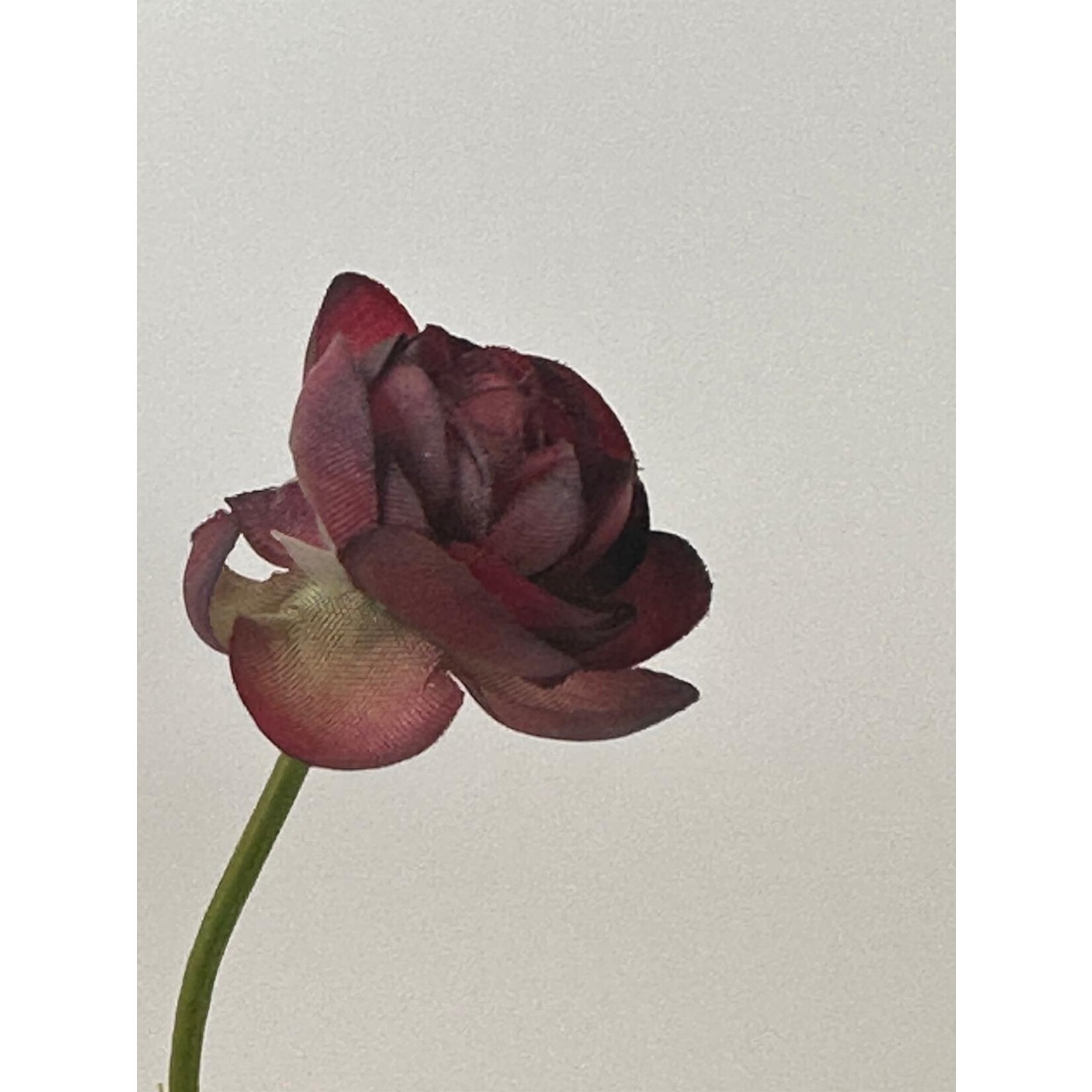 RANUNCULUS BLACK HERO | BURGUNDY | 50 CM