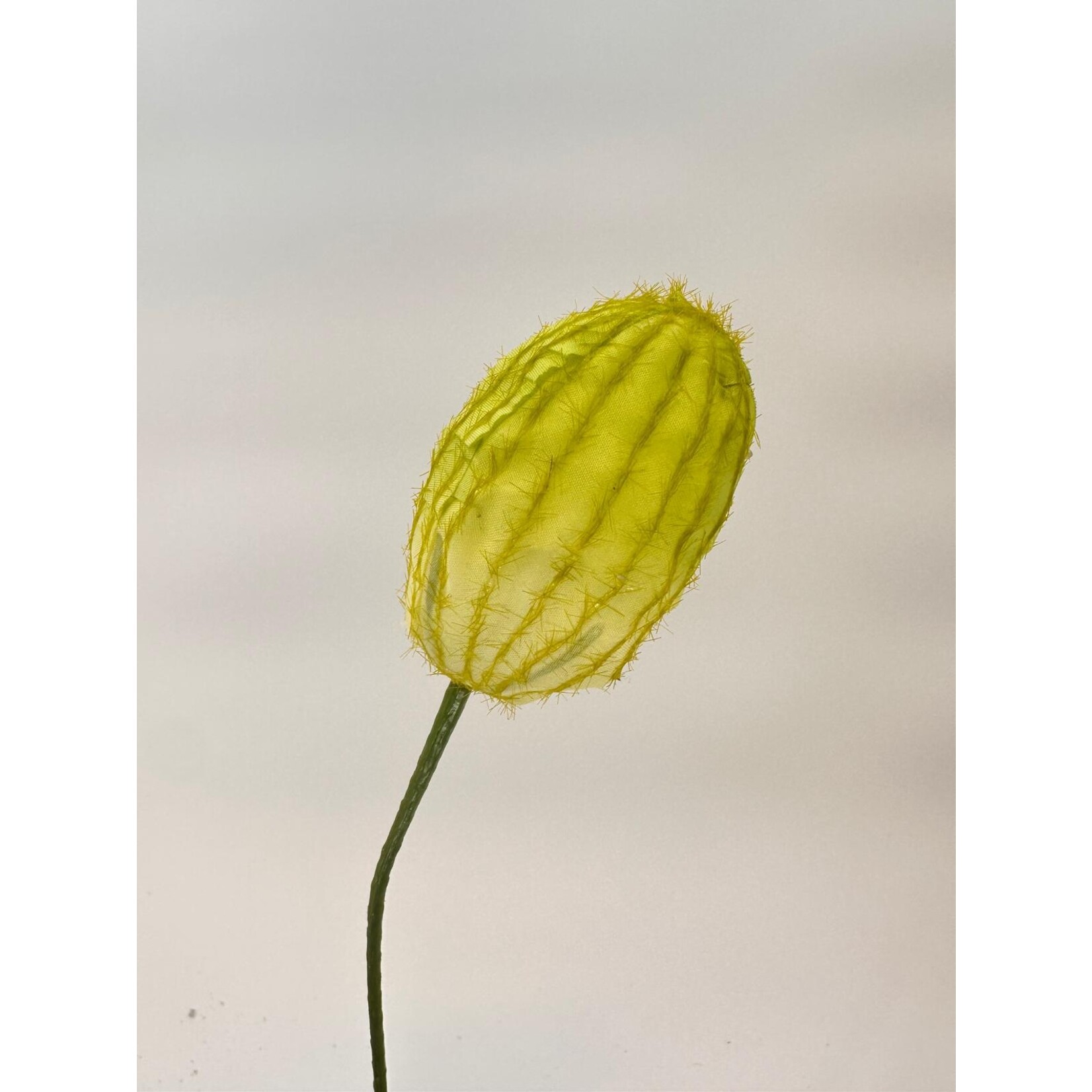 SEED POD ASCLEPIAS | GREEN | 22 CM