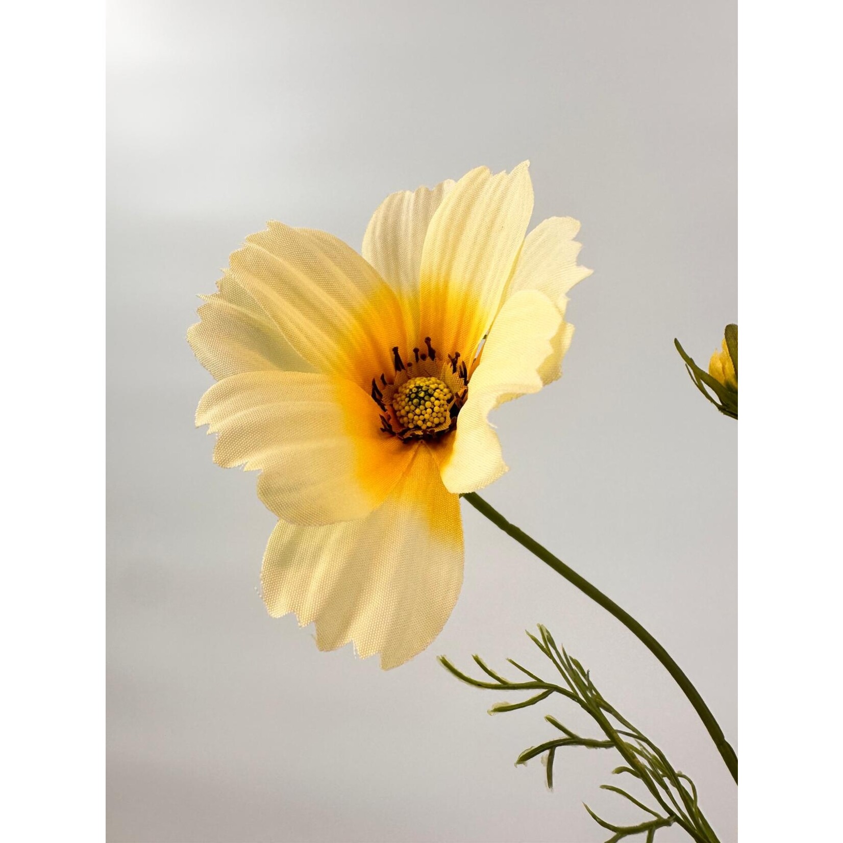 COSMEA XANTHOS | CREME | 90 CM