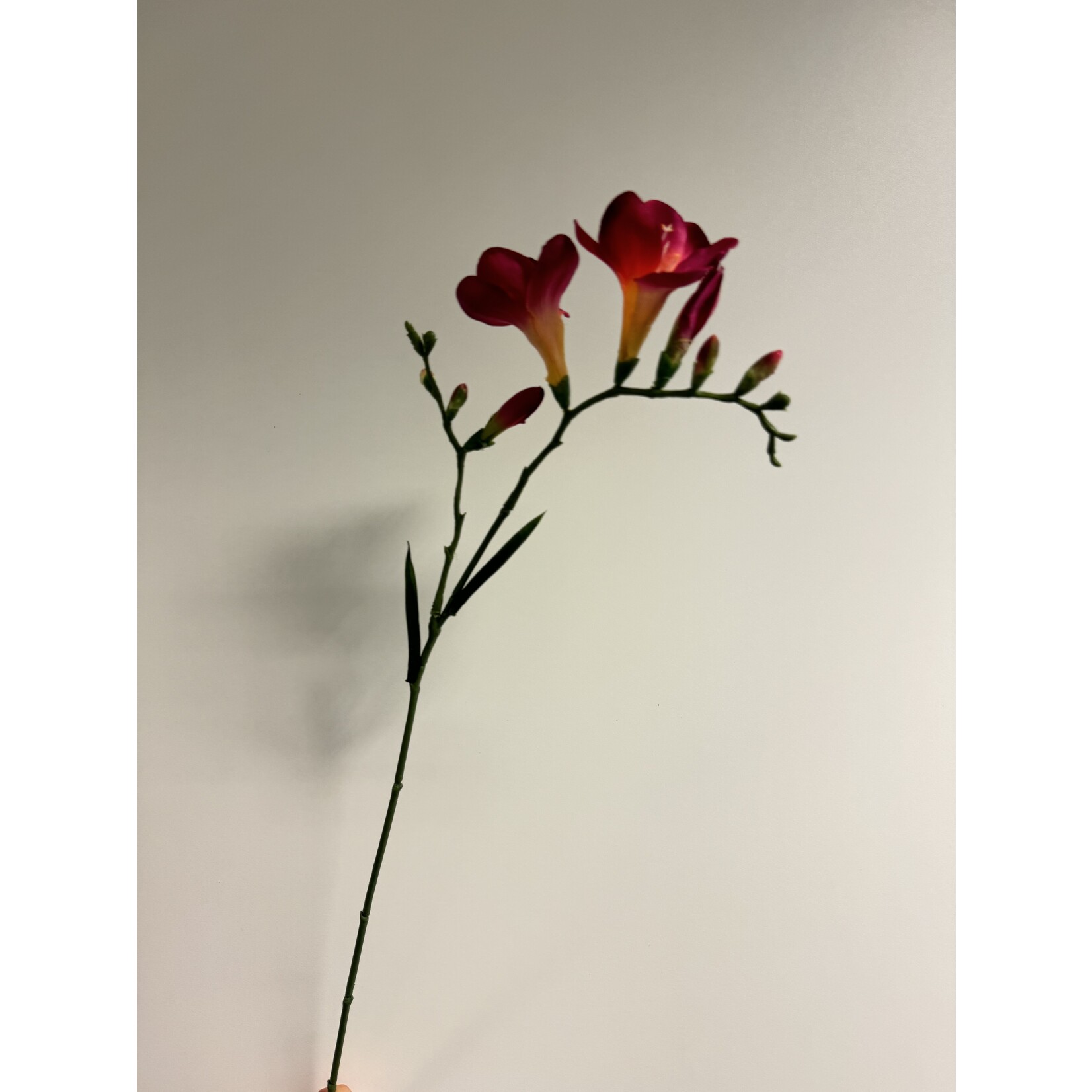 FREESIA| FUCHSIA | 65 CM