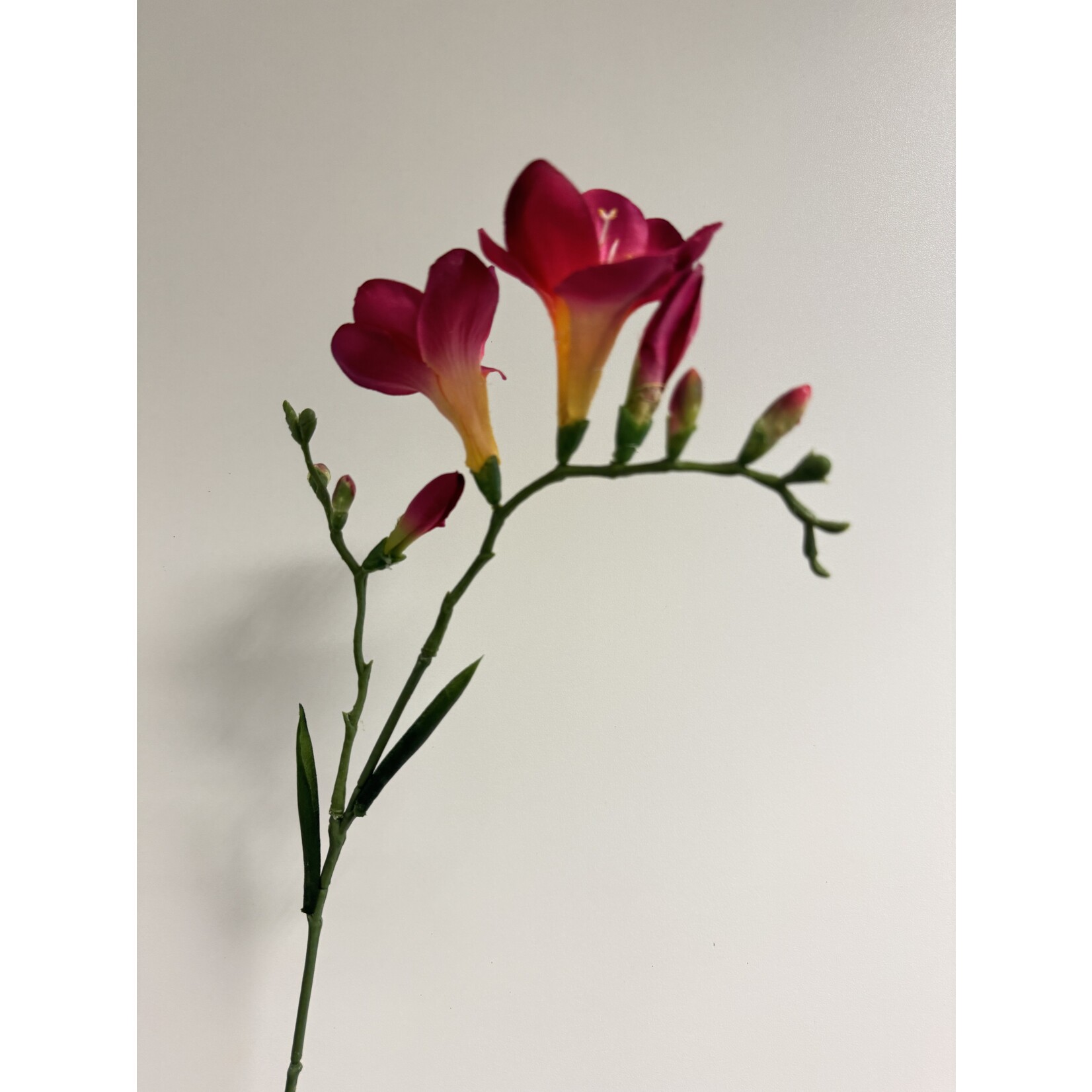 FREESIA| FUCHSIA | 65 CM