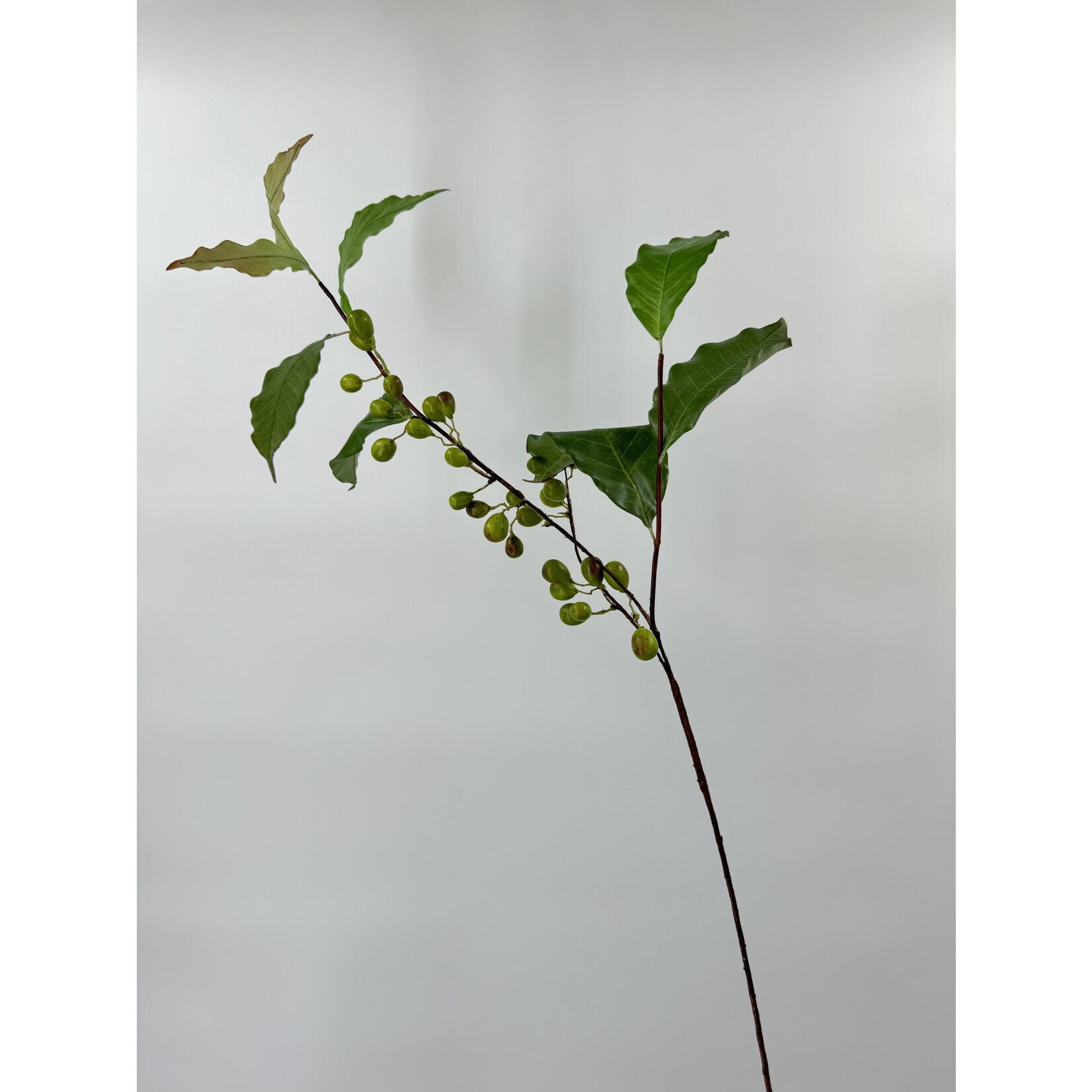 COFFEE BEAN LEAF | GREEN | 81 CM