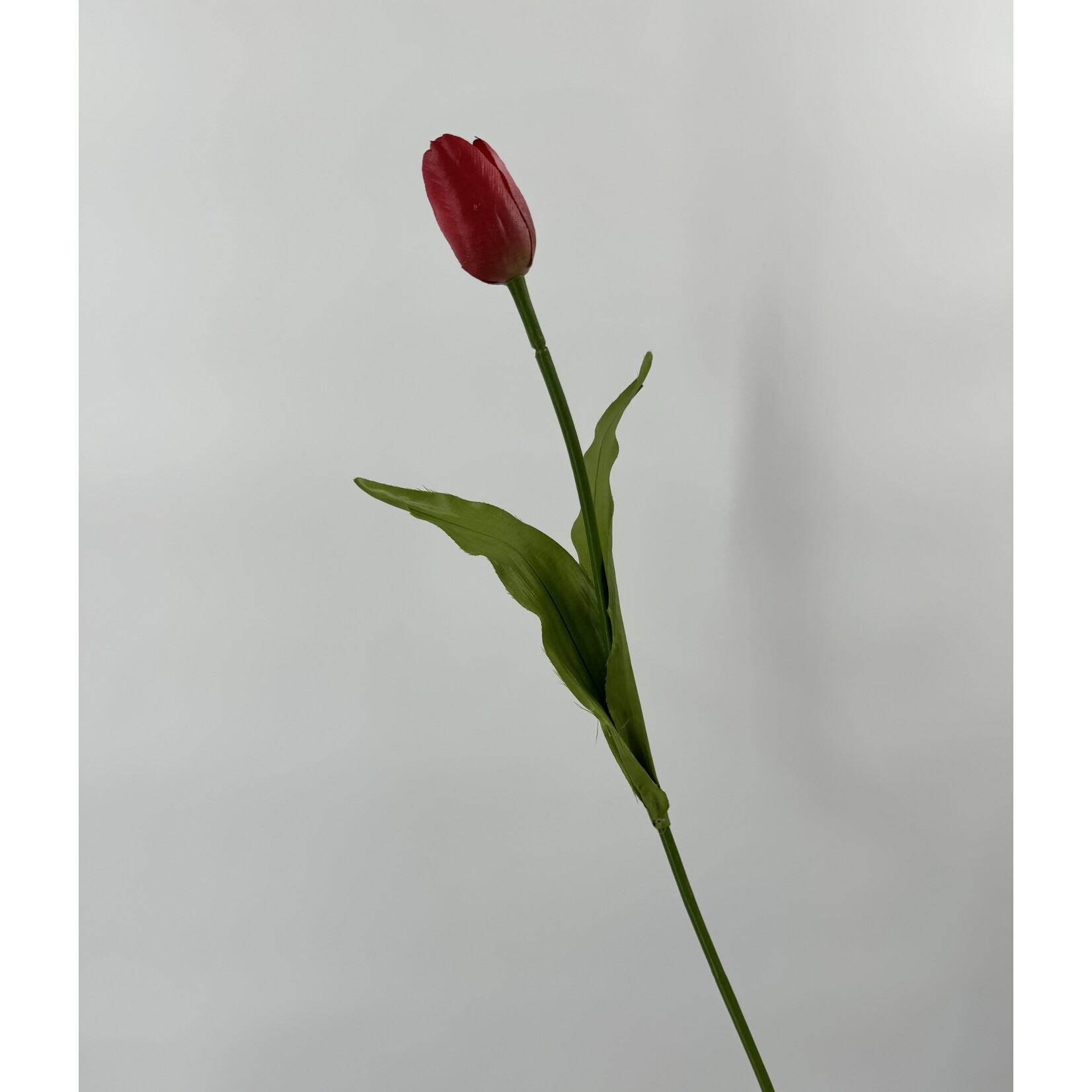 TULP NEGRITA| FUCHSIA | 45 CM
