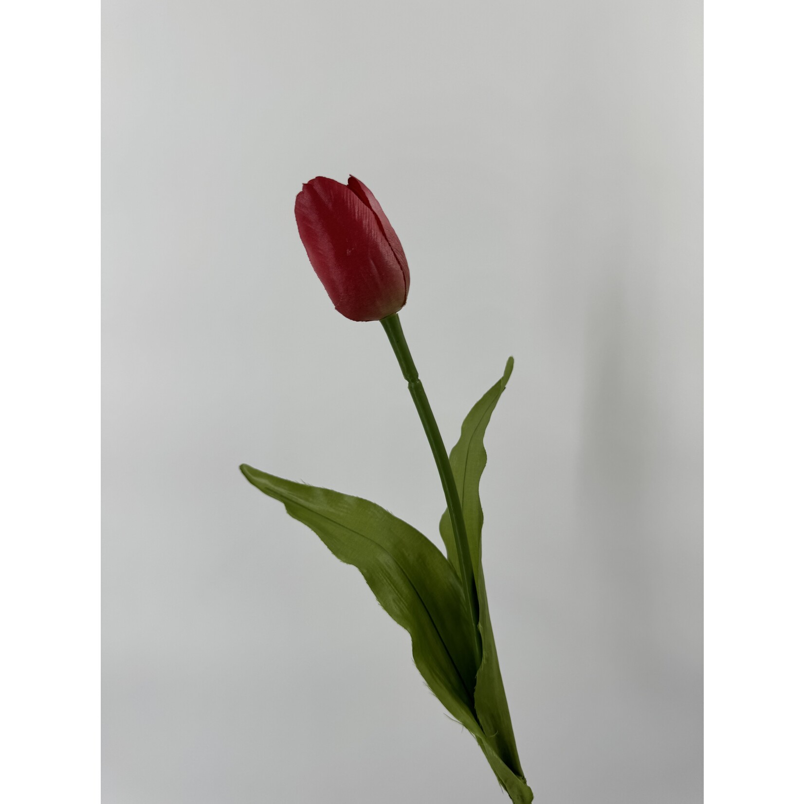 TULP NEGRITA| FUCHSIA | 45 CM