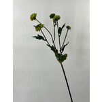 ASTER|  GROEN | 68 CM