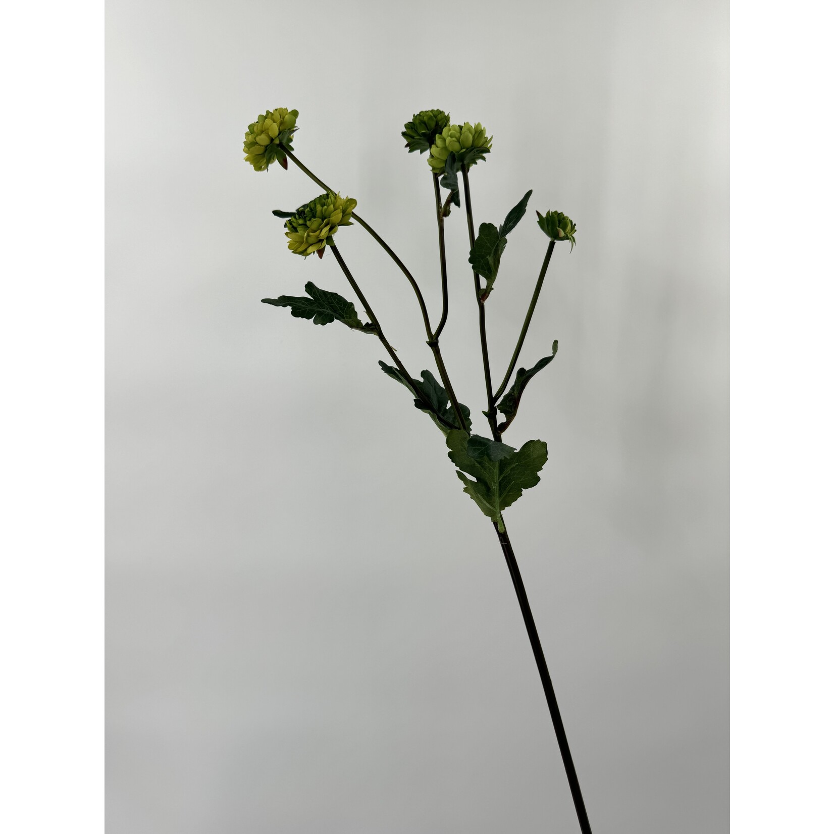 CHRYSANTHEMUM LINOSYRUS | GREEN| 68 CM