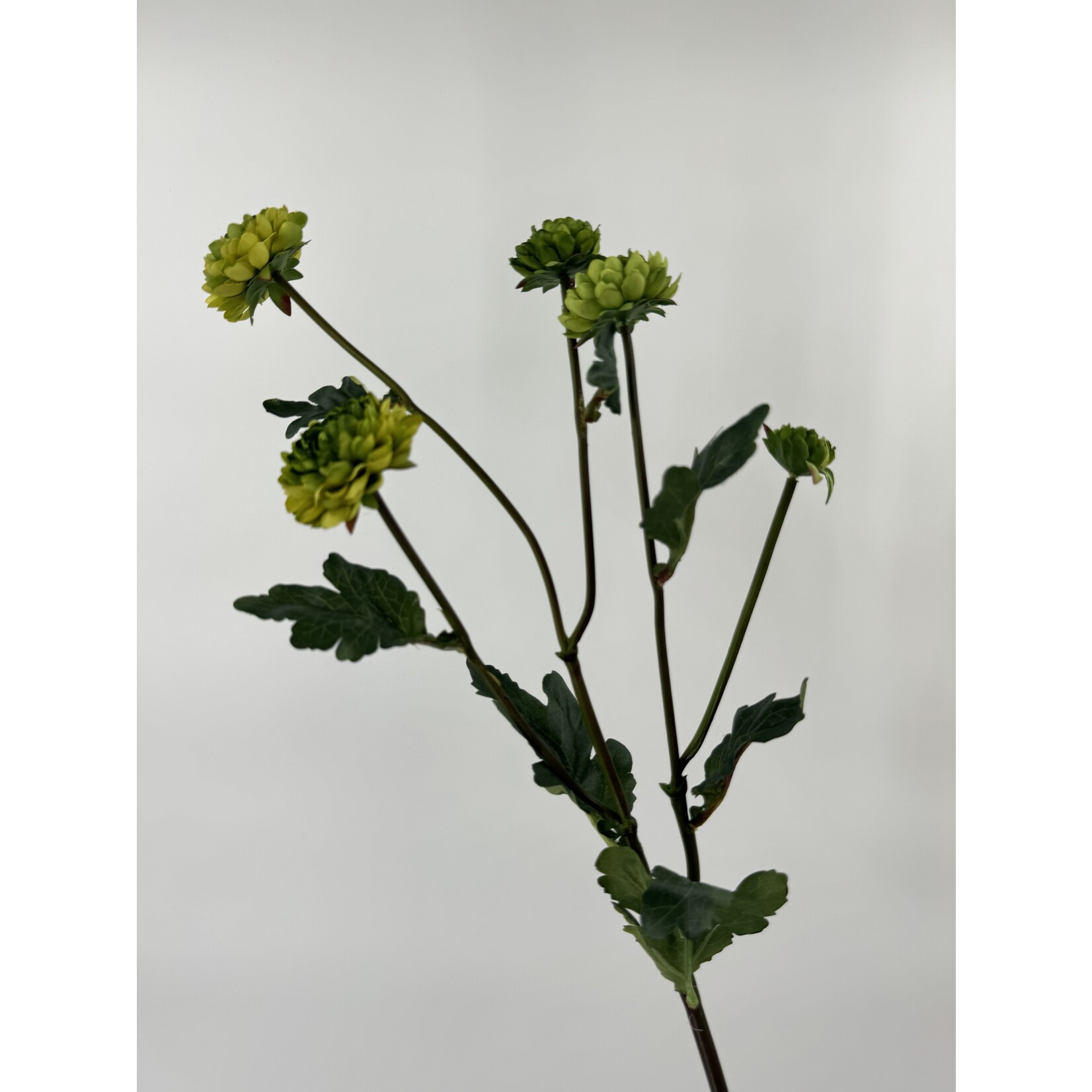 CHRYSANTHEMUM LINOSYRUS | GREEN| 68 CM