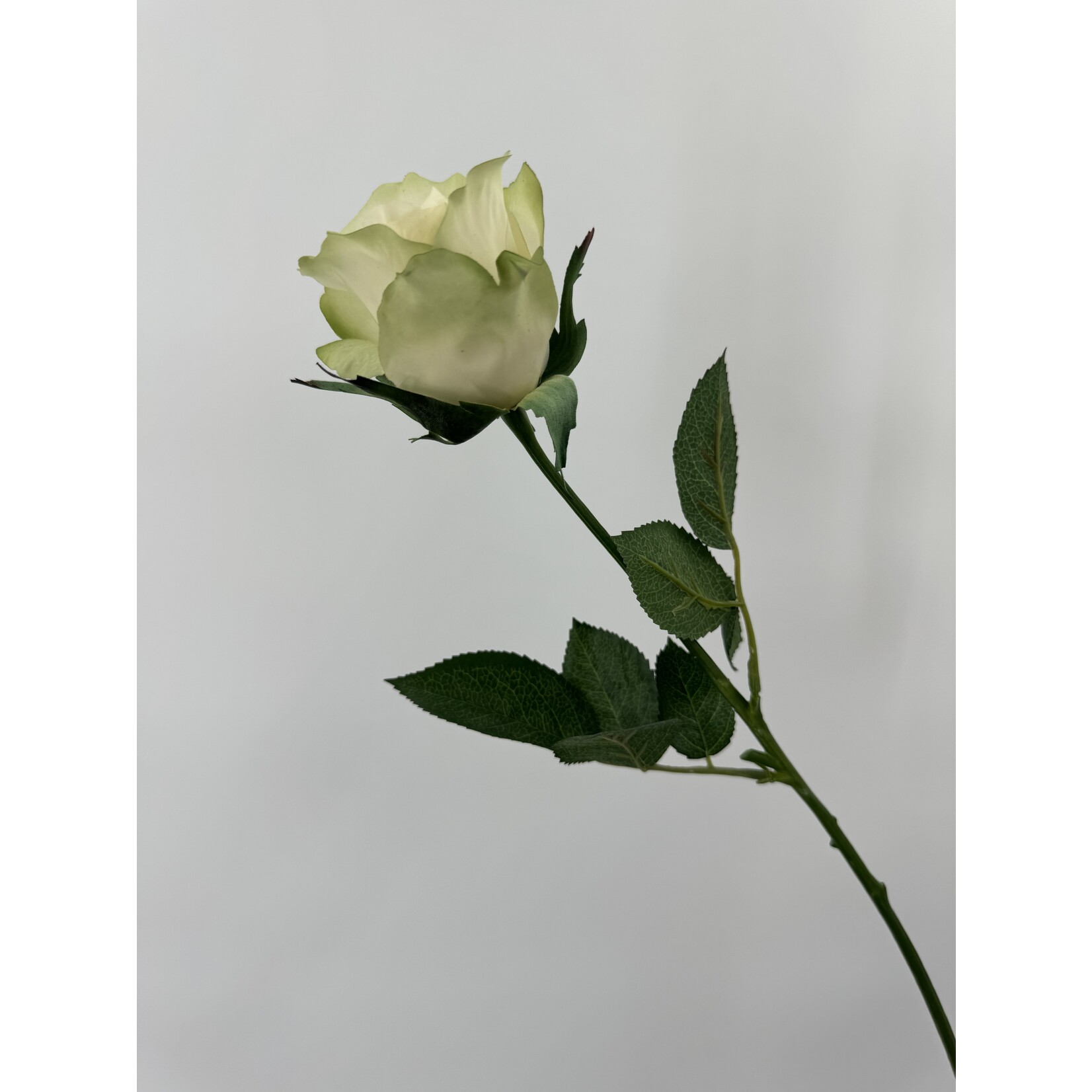 ROSE EUSTOMA | WHITE GREEN | 48 CM