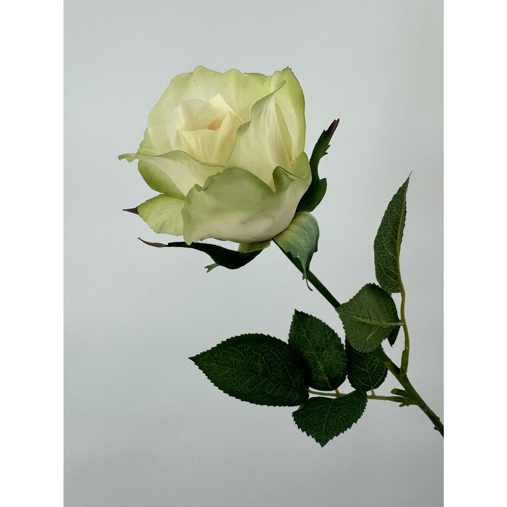 ROSE EUSTOMA | WHITE GREEN | 48 CM