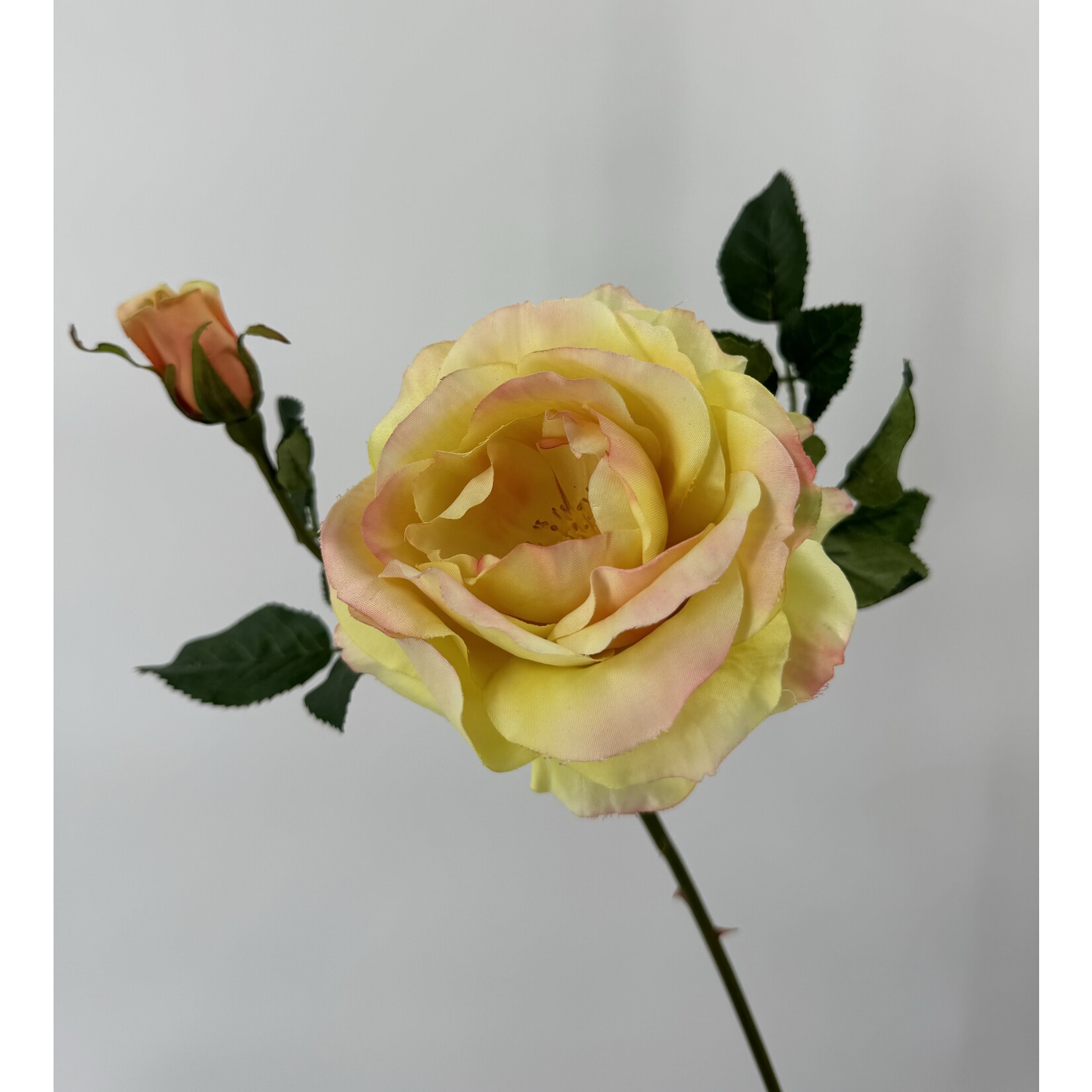 ROOS PEACE | GEEL ROZE | 54 CM