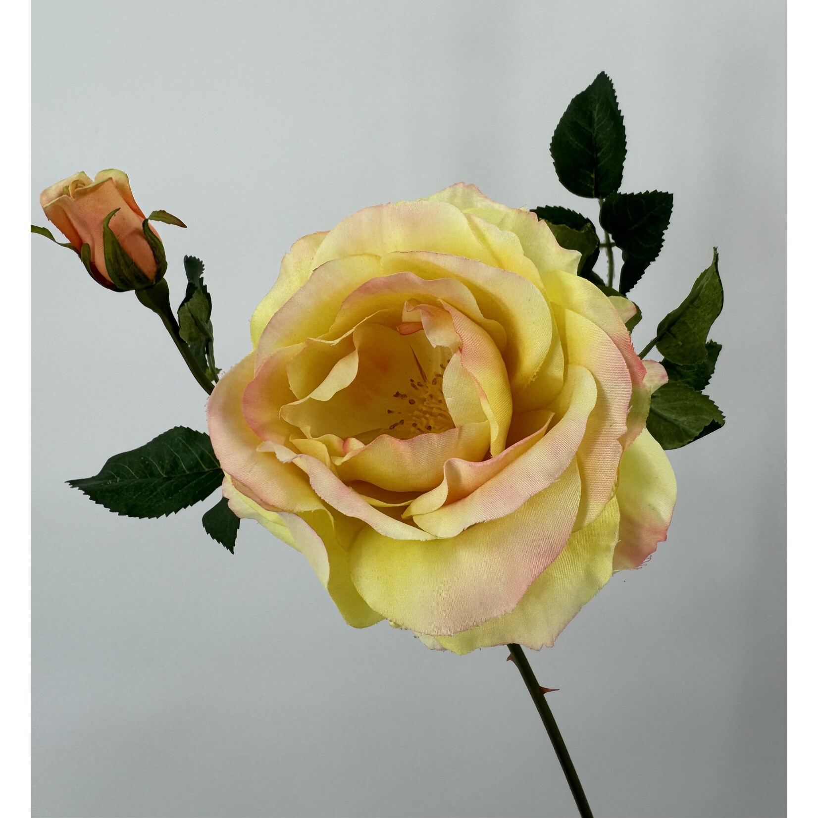 ROOS PEACE | GEEL ROZE | 54 CM