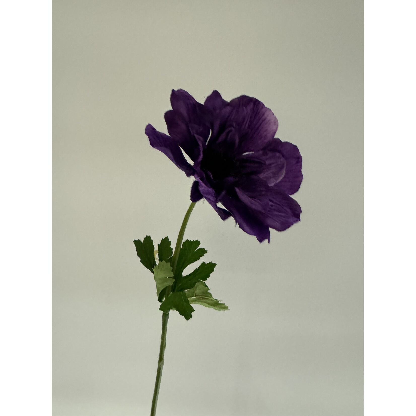 ANEMONE MISTRAL BLU | PURPLE | 56 CM