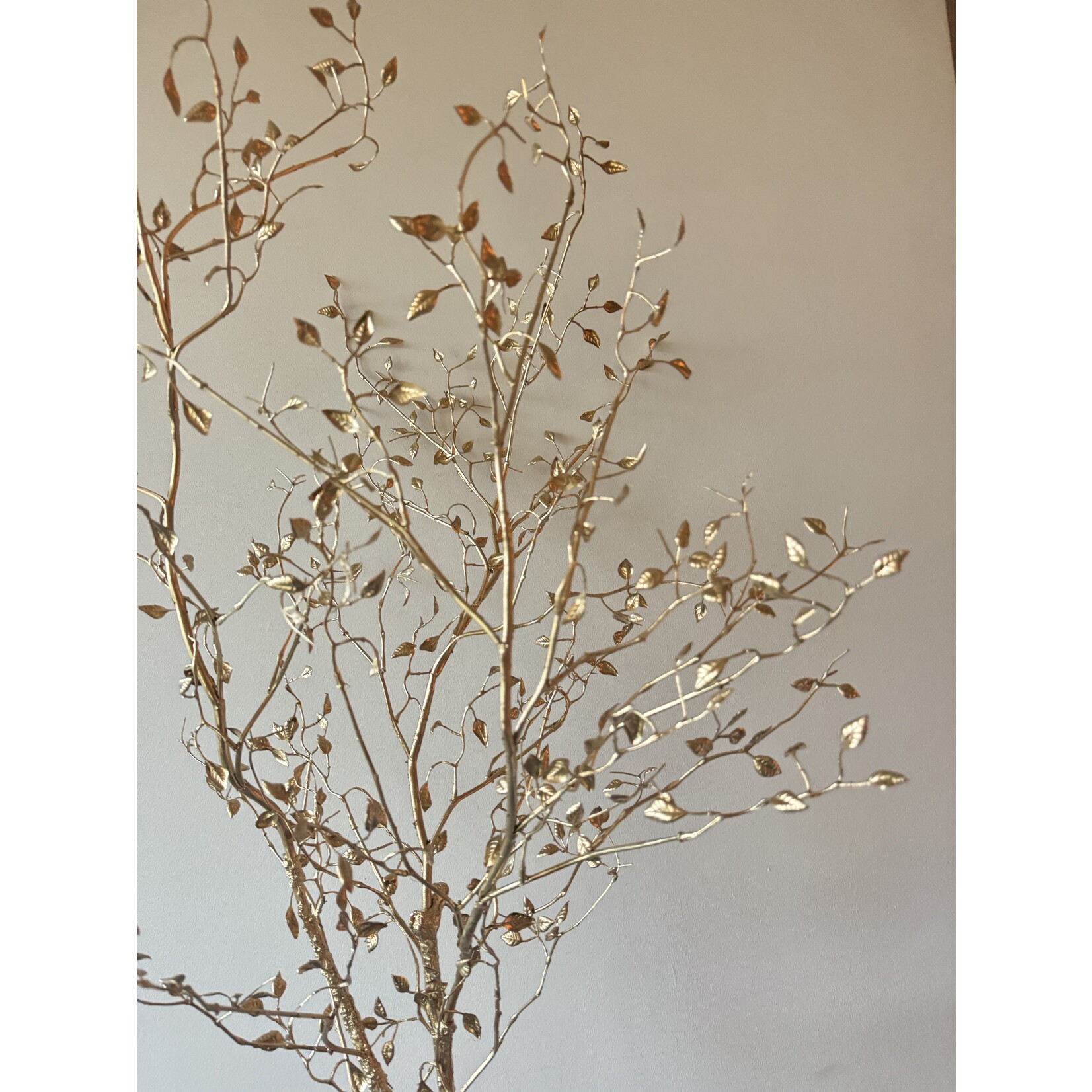 DWARF MEDLAR | GOLD | 145 CM