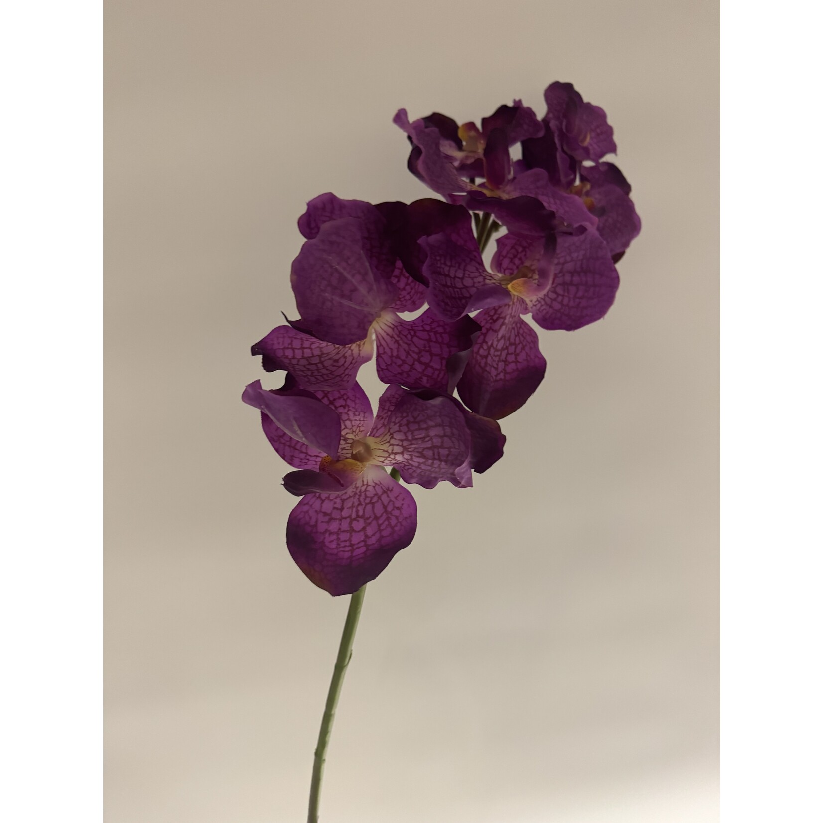 ORCHIDEE MAGIC PINK | ROZE | 78 CM