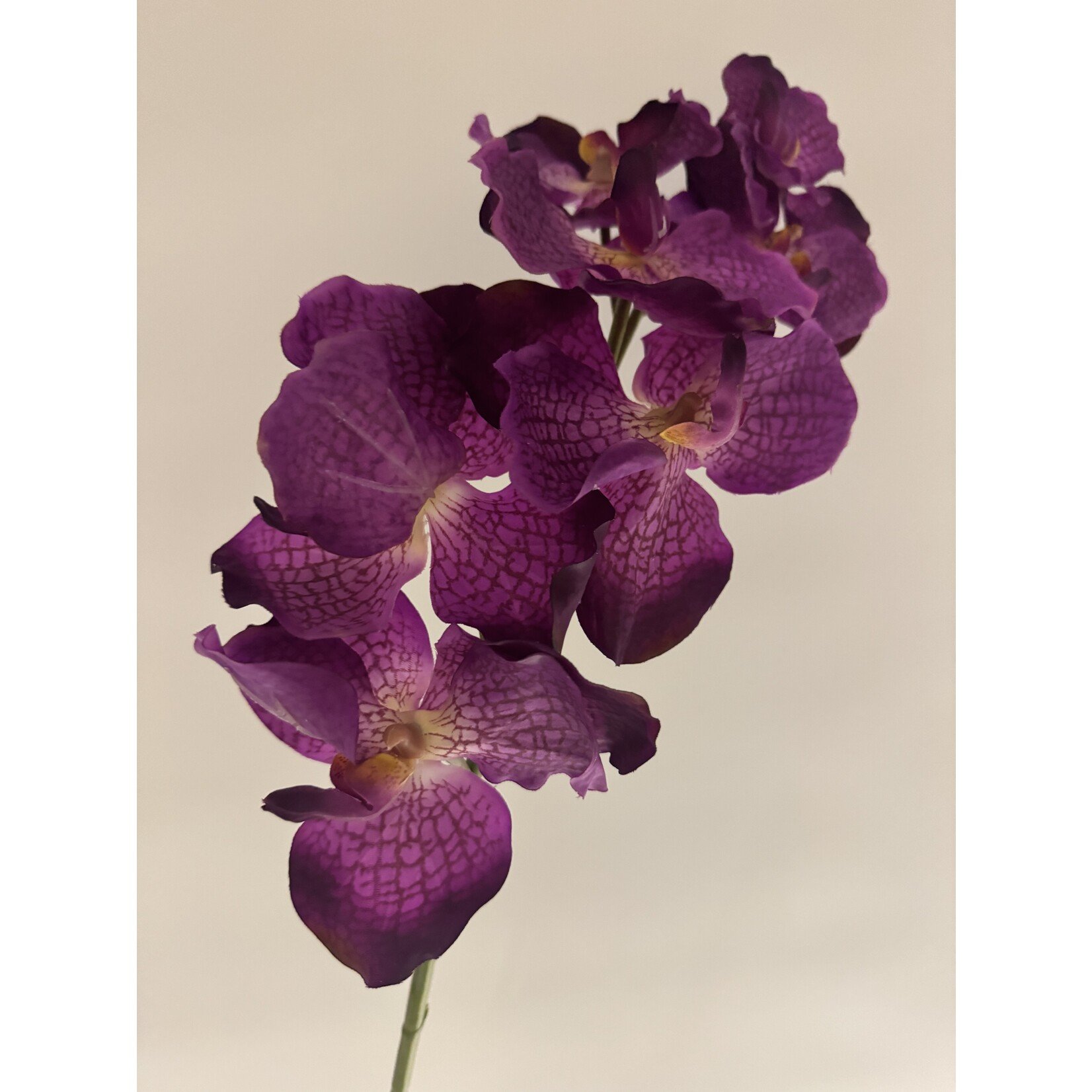 ORCHIDEE MAGIC PINK | ROZE | 78 CM