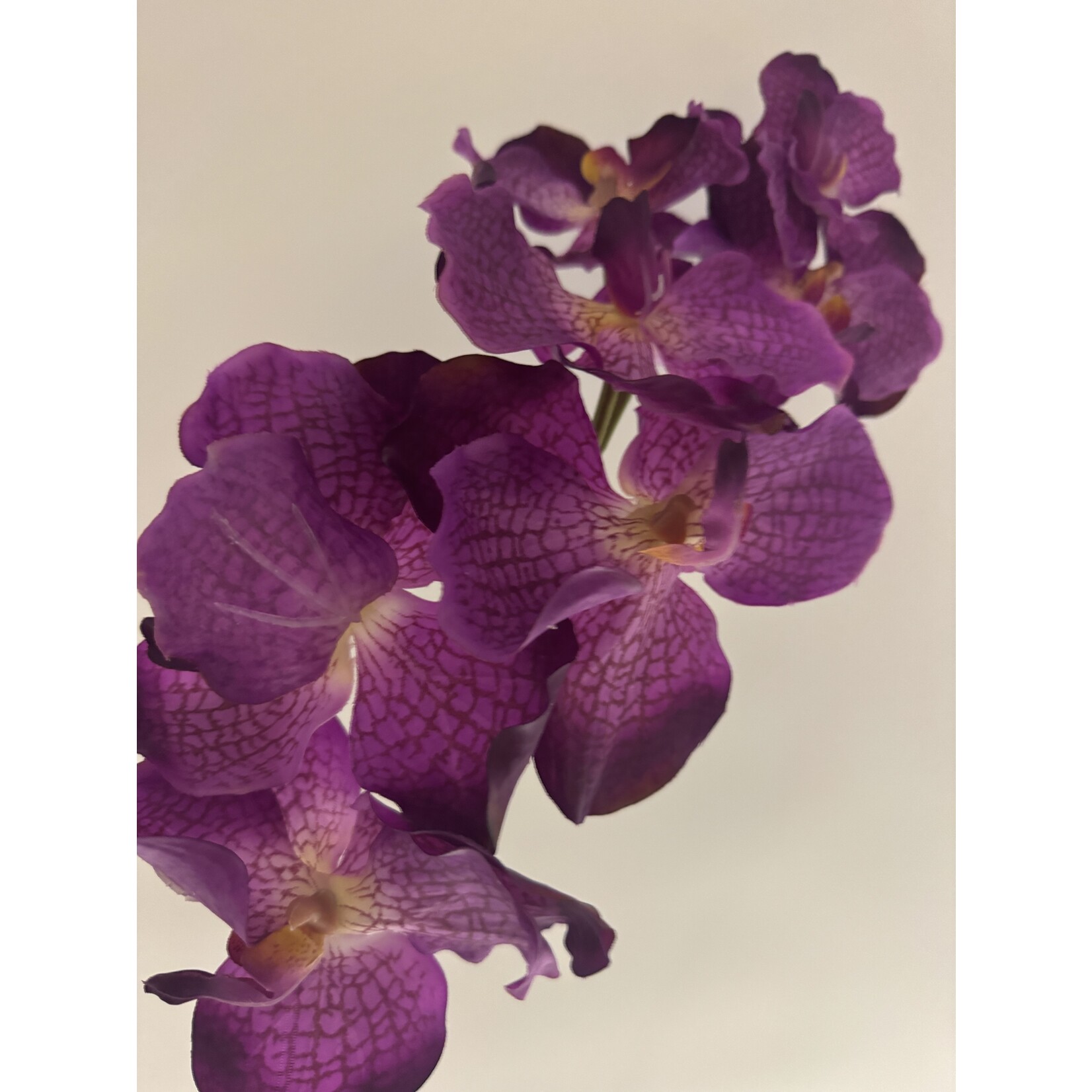 ORCHIDEE MAGIC PINK | ROZE | 78 CM