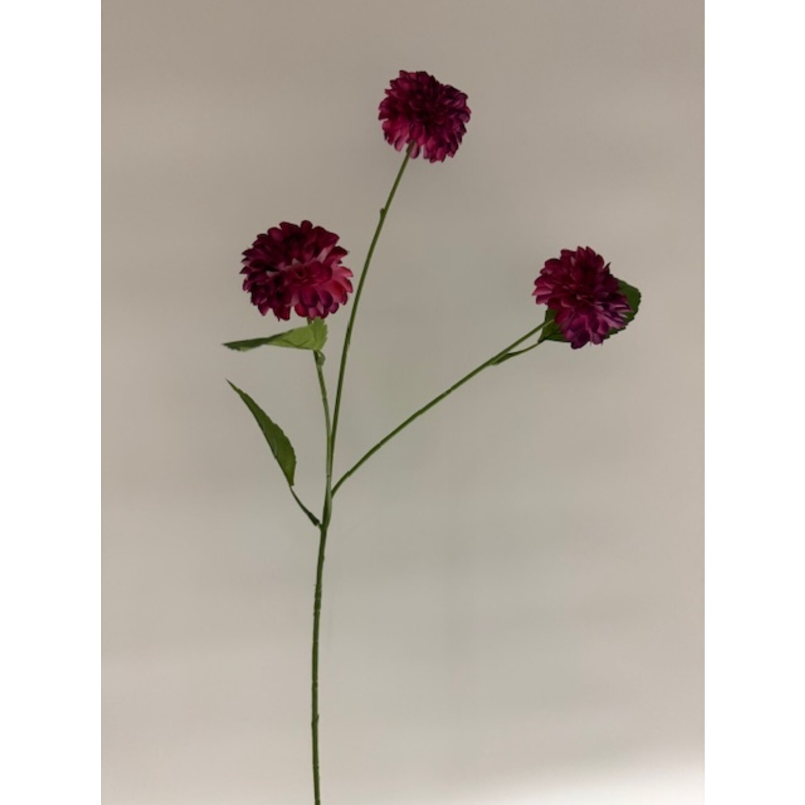DAHLIA  POMPON VARIABILLIS | FUCHSIA | 68 CM