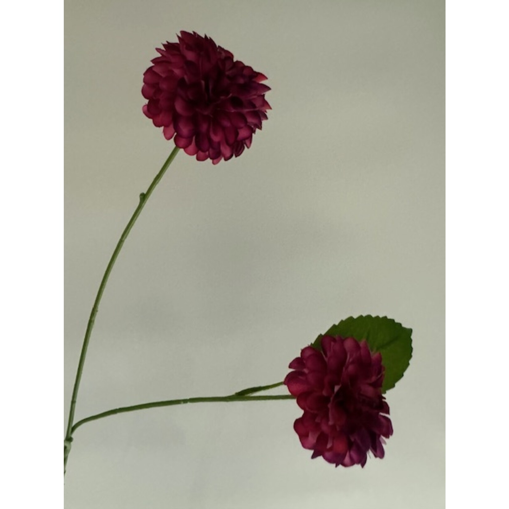 DAHLIA  POMPON VARIABILLIS | FUCHSIA | 68 CM