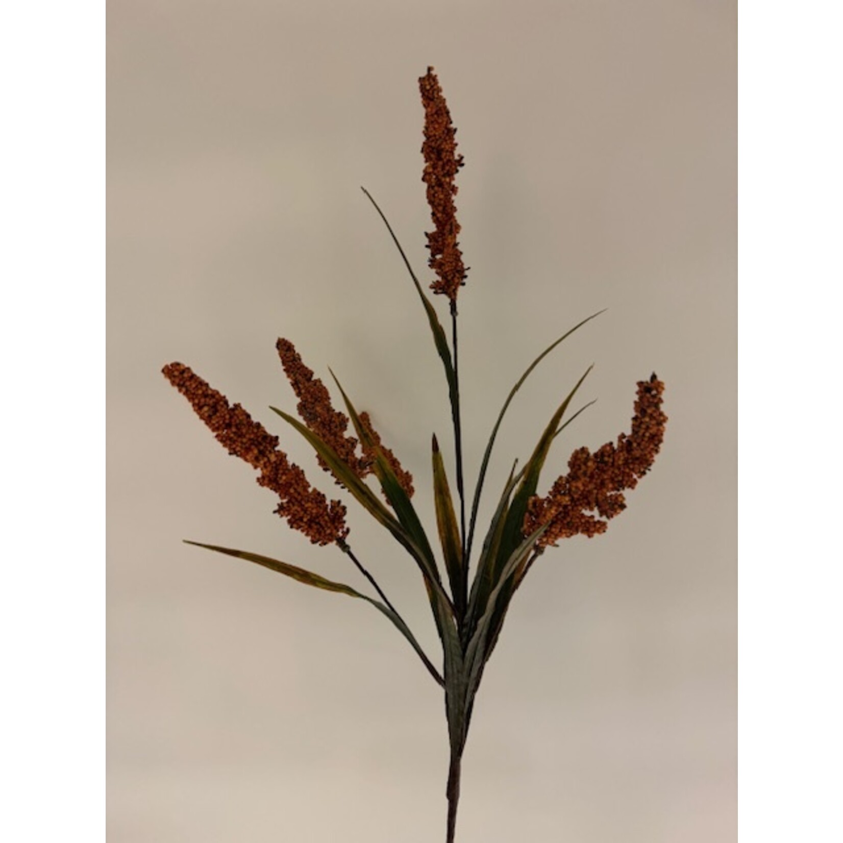 BUTTERFLY BUSH | ORANGE | 60 CM