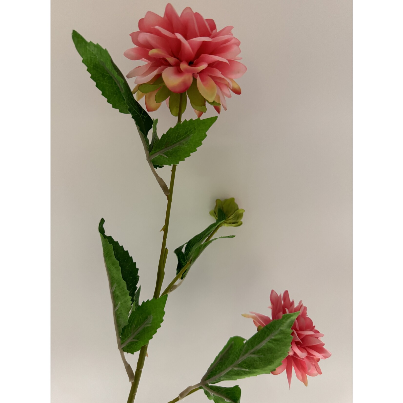 DAHLIA TAK  | ROZE | 68 CM